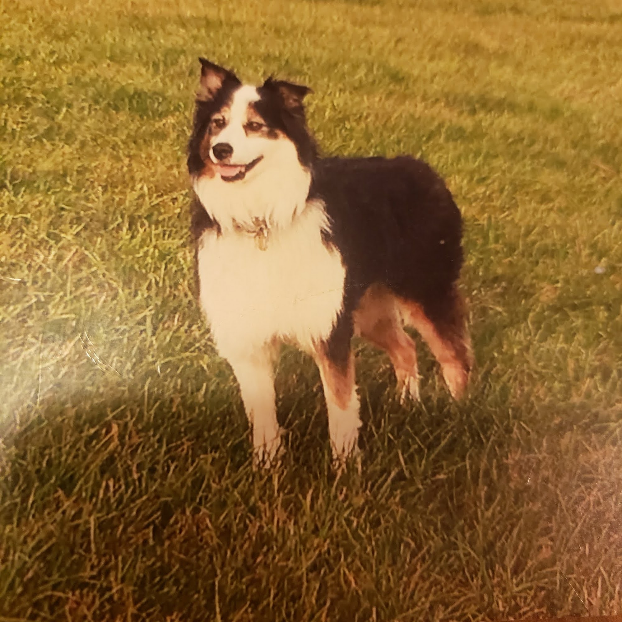 Endless Mountains Veterinary Center, PC - Montrose Veterinary Clinic Montrose