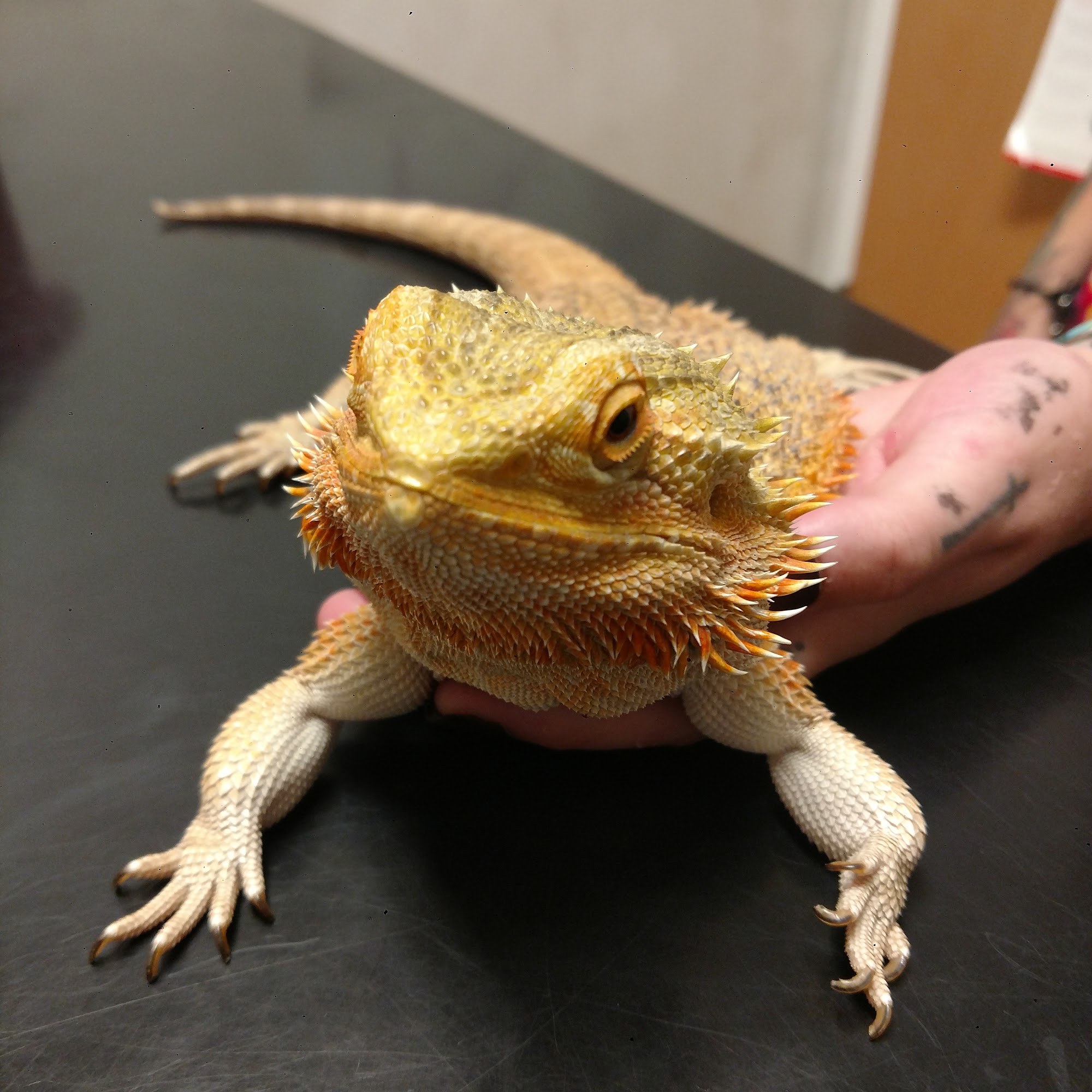 Southtown Veterinary Hospital Montrose