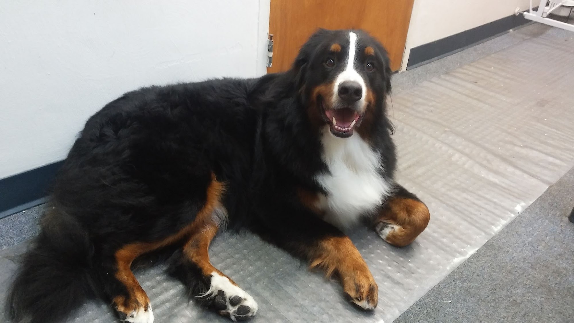 Moon Mutts Grooming Moon