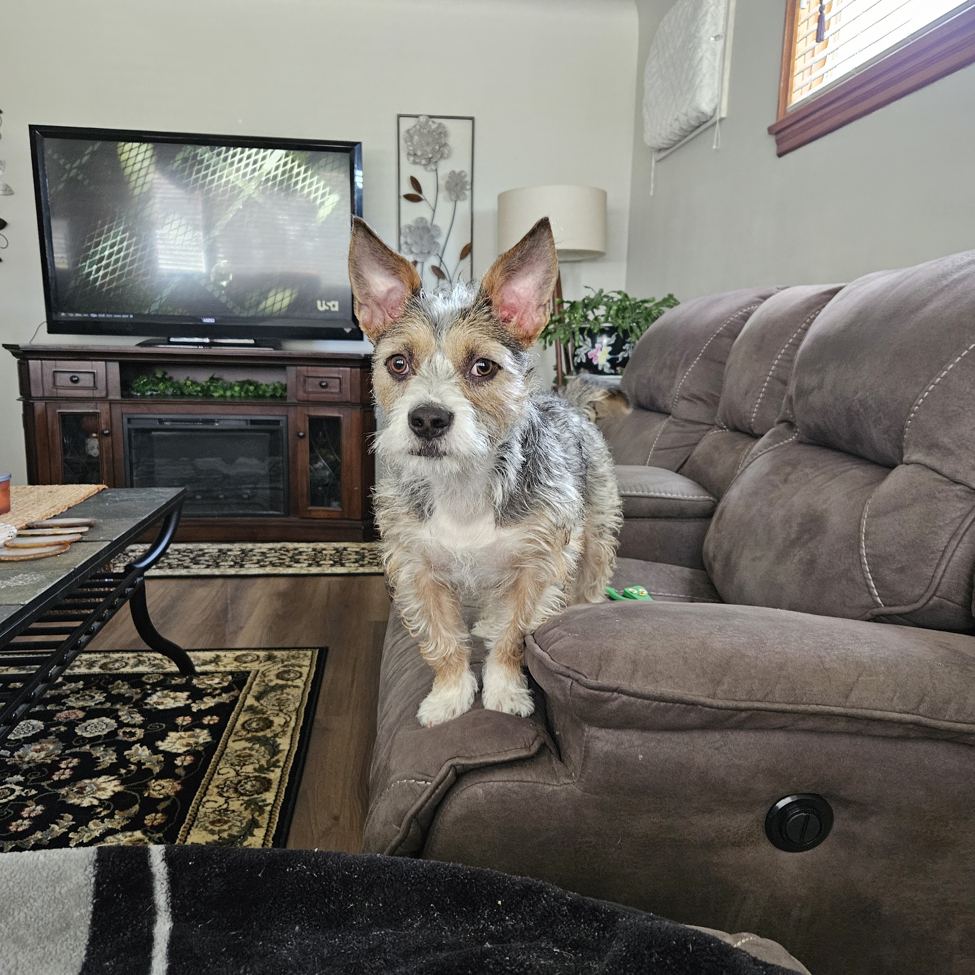 Puppy Paradise Moosic