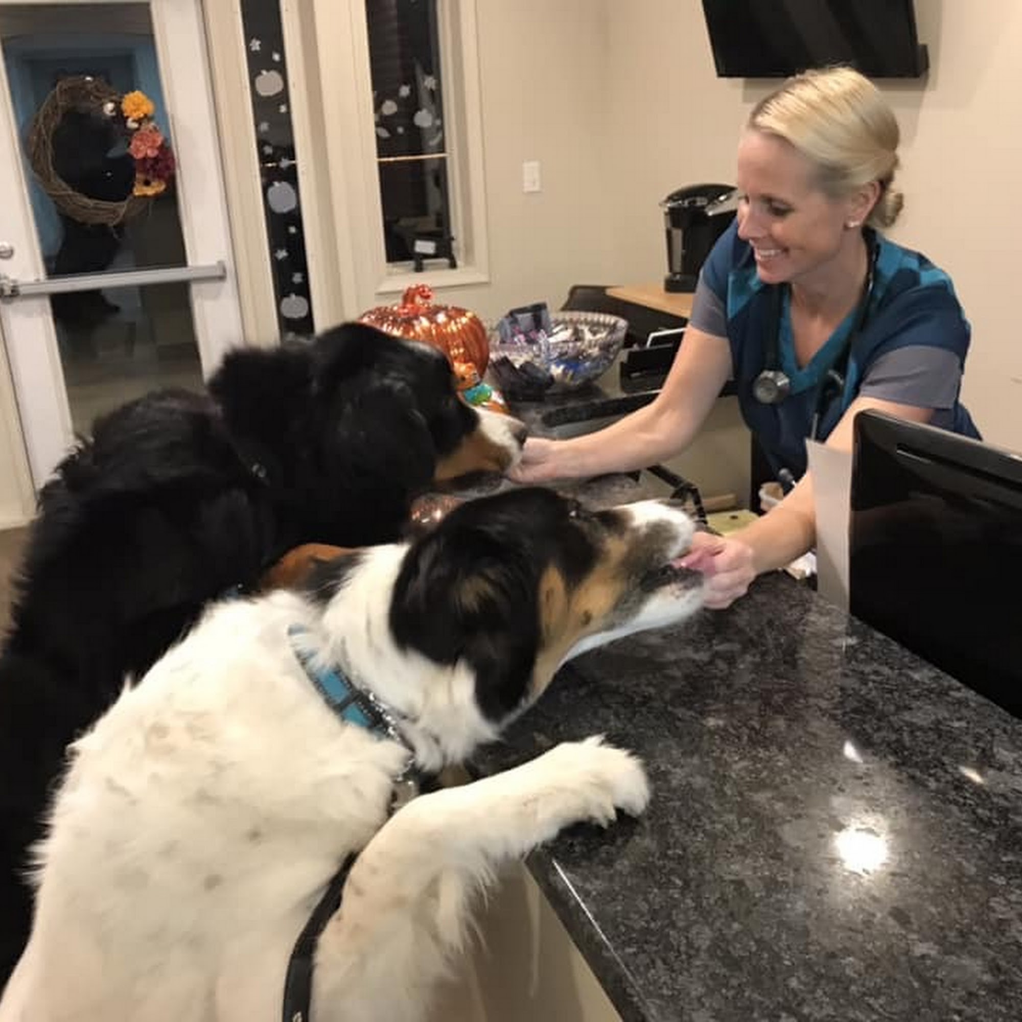 HousePaws Mobile Veterinary Service of Morrisville Morrisville