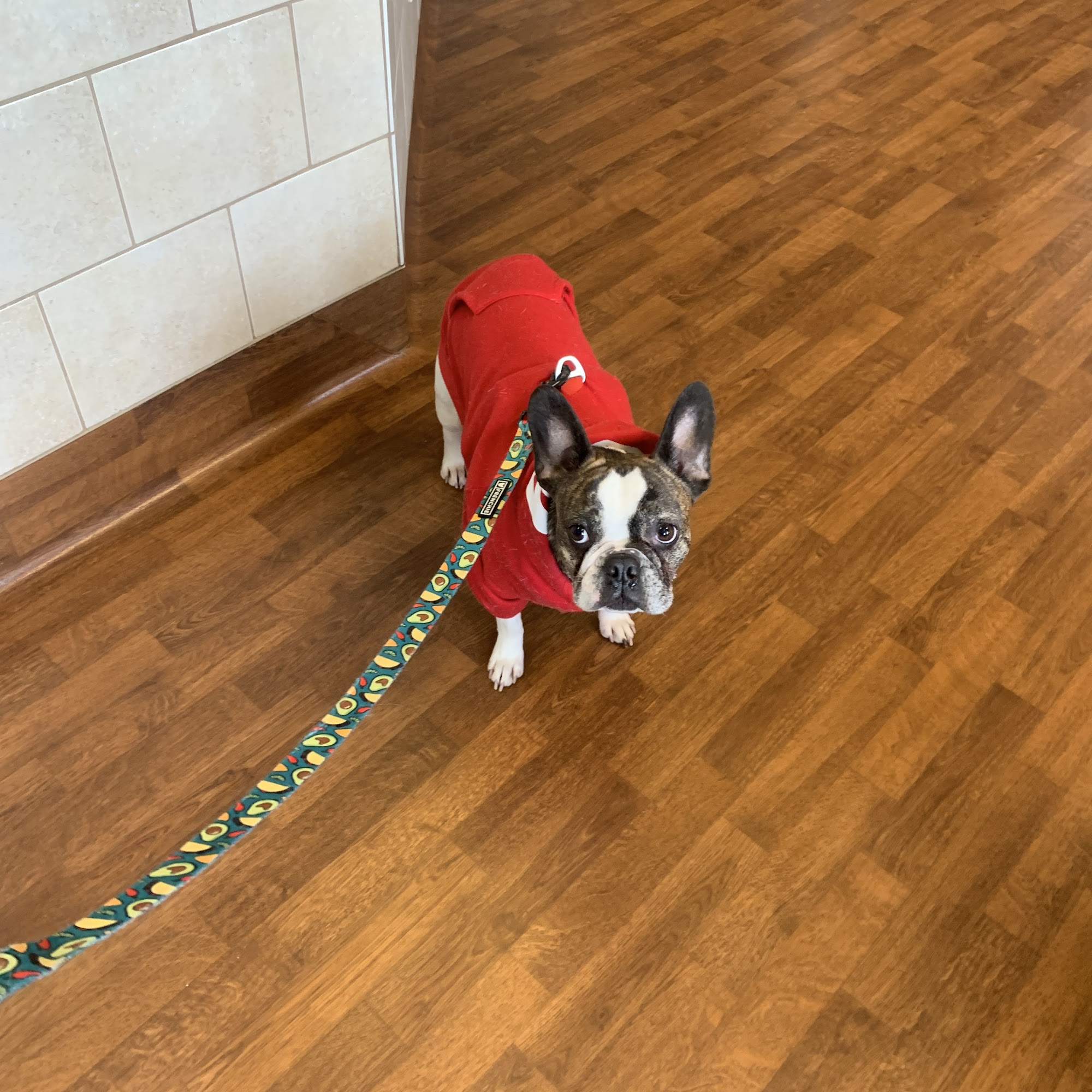 Donegal Animal Hospital Mount Joy