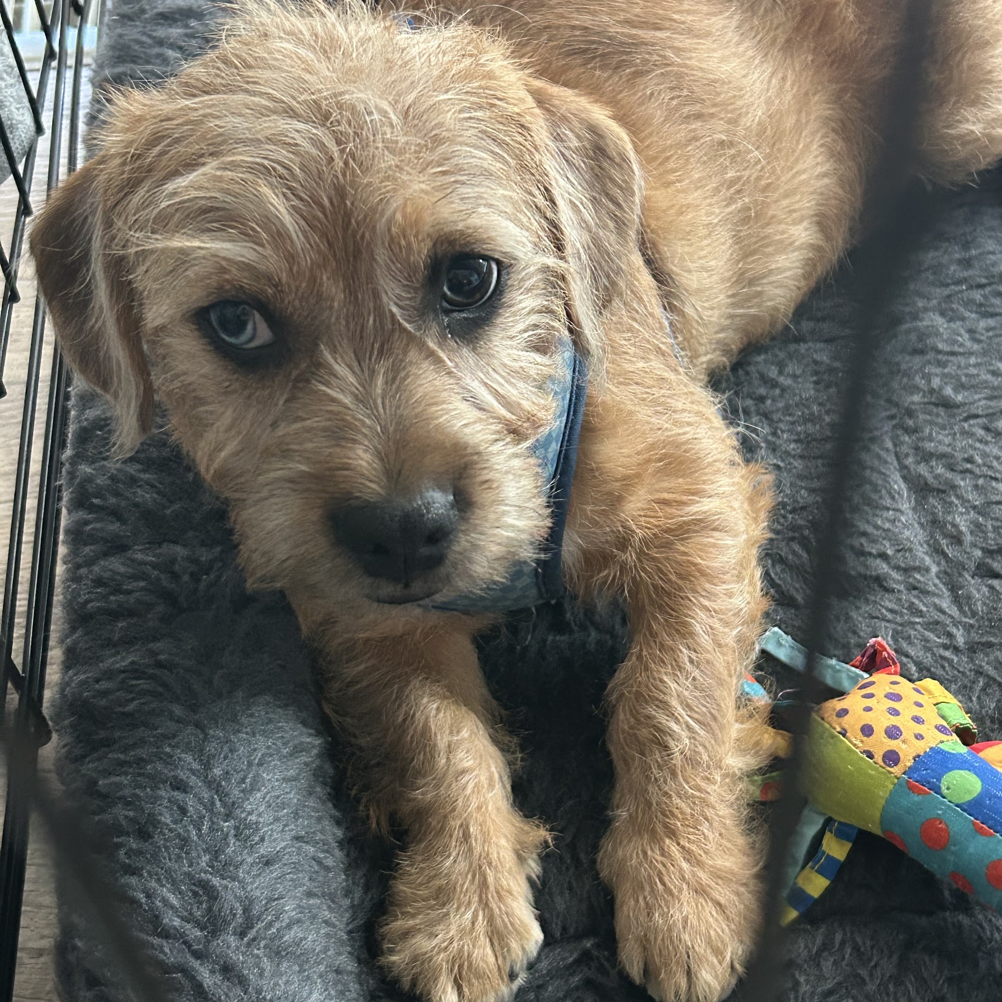 Pretty Paws Mount Joy