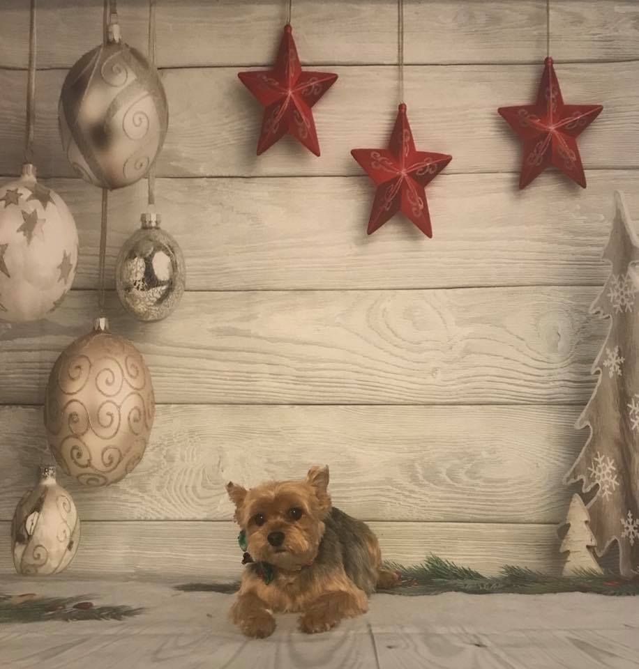 Pampered Pups Dog Grooming