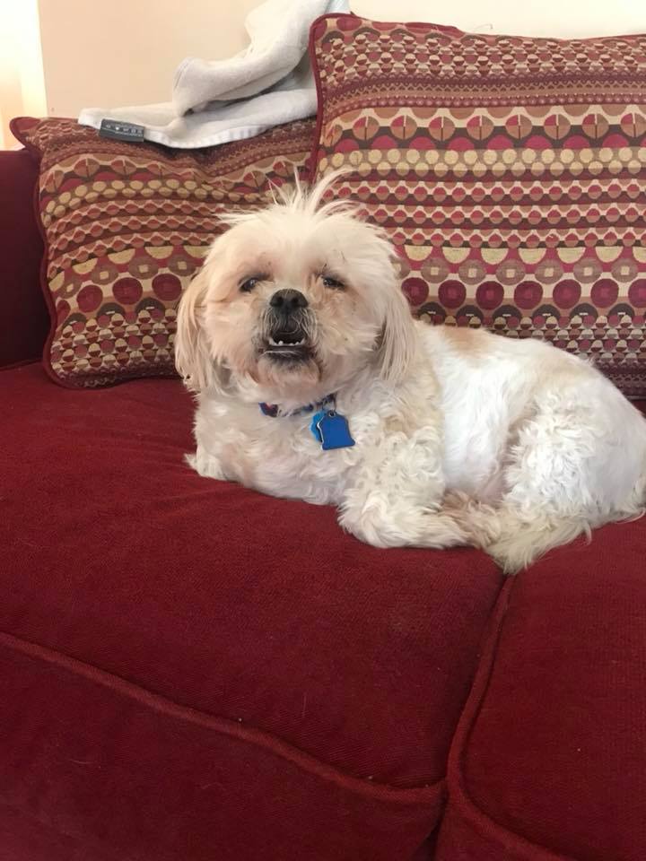 Pampered Pups Dog Grooming