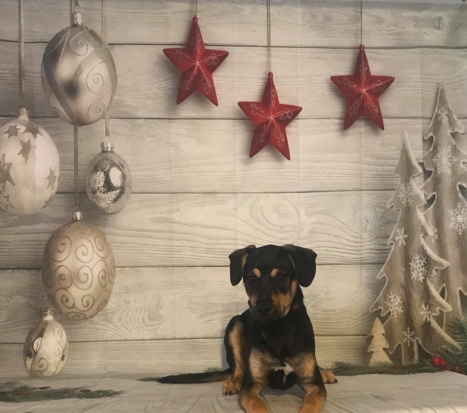 Pampered Pups Dog Grooming