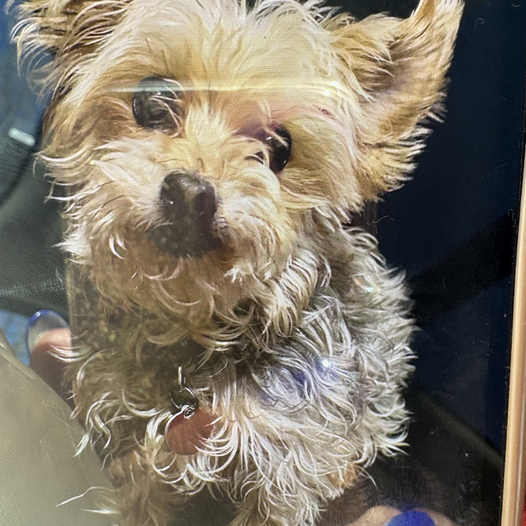 All Pets Dental Care & Oral Surgery Mount Pocono