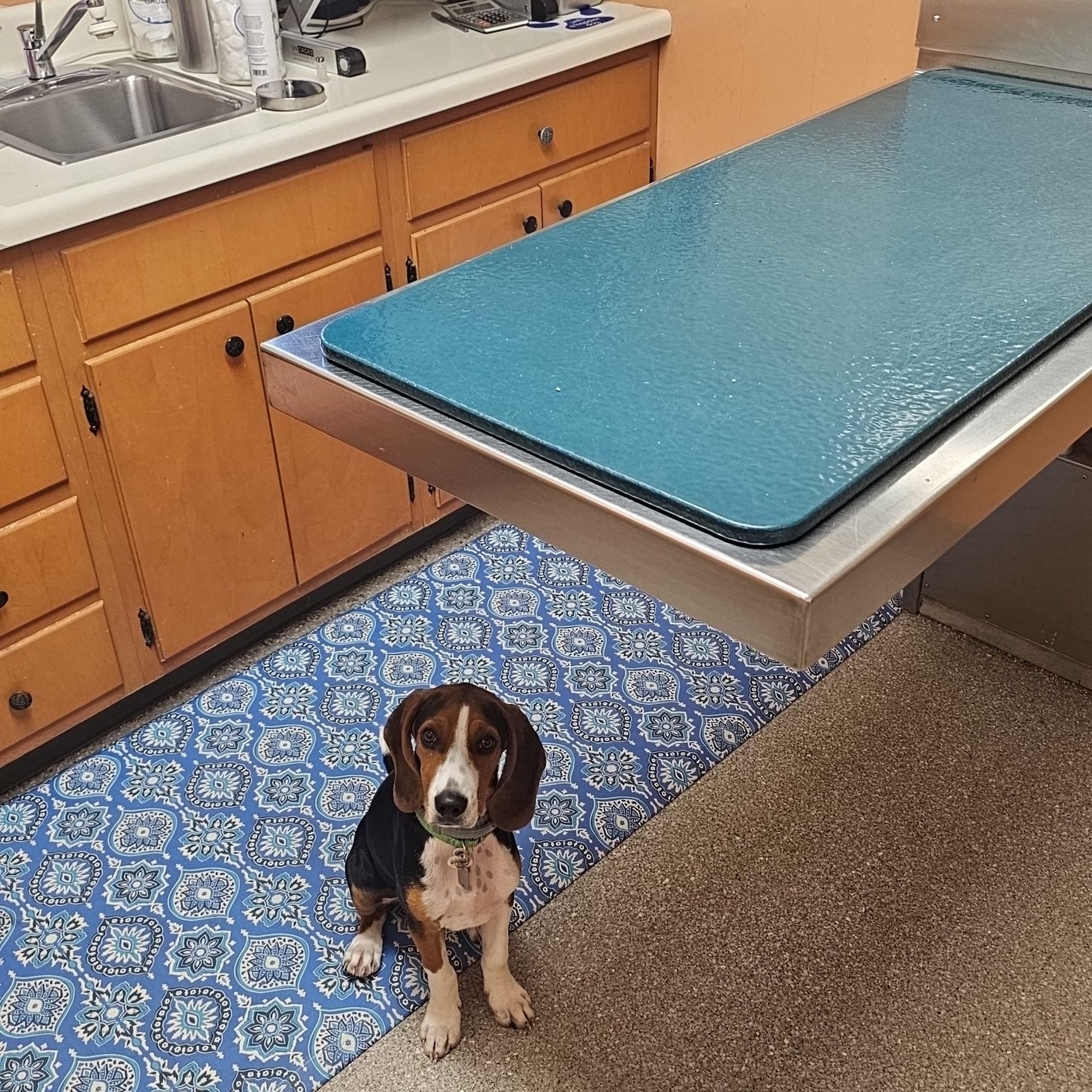 Mountaintop Animal Hospital Mountain Top