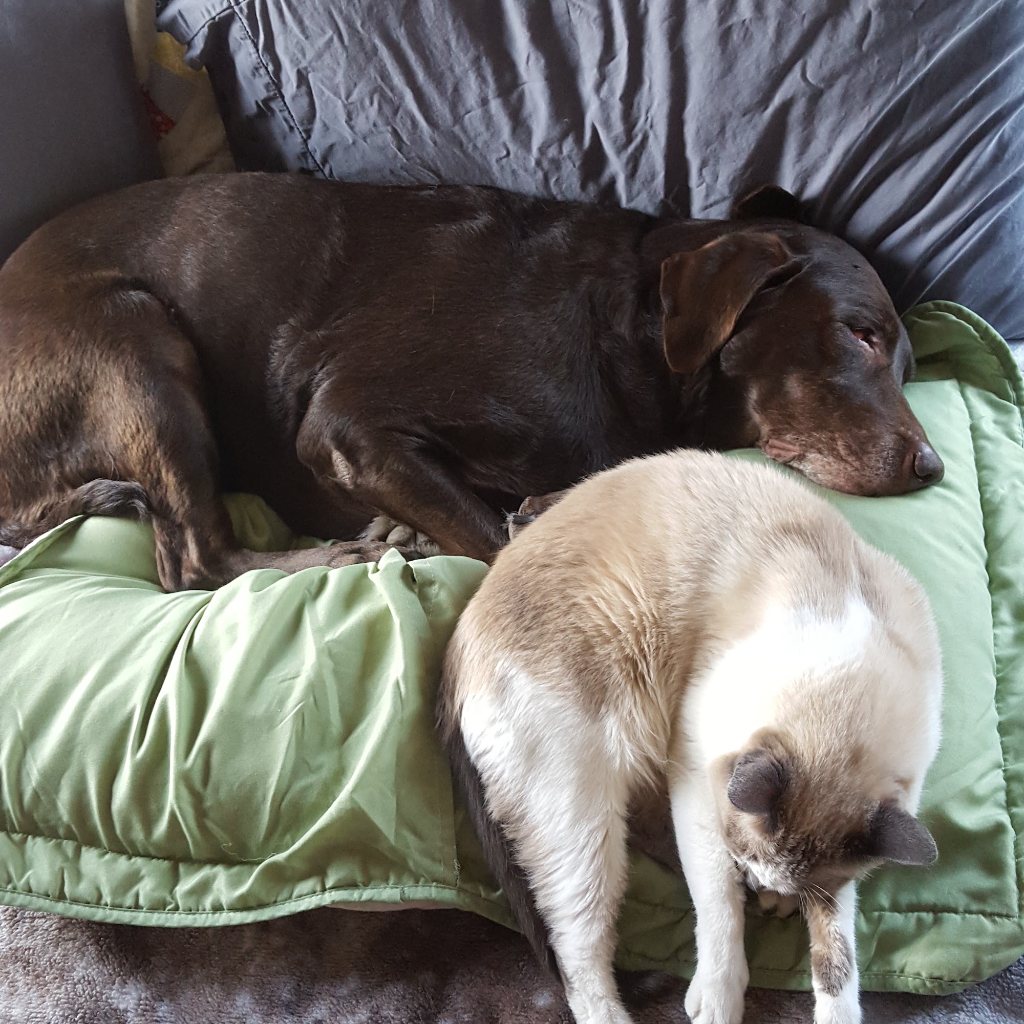 Mt Pleasant Animal Hospital Mt Pleasant