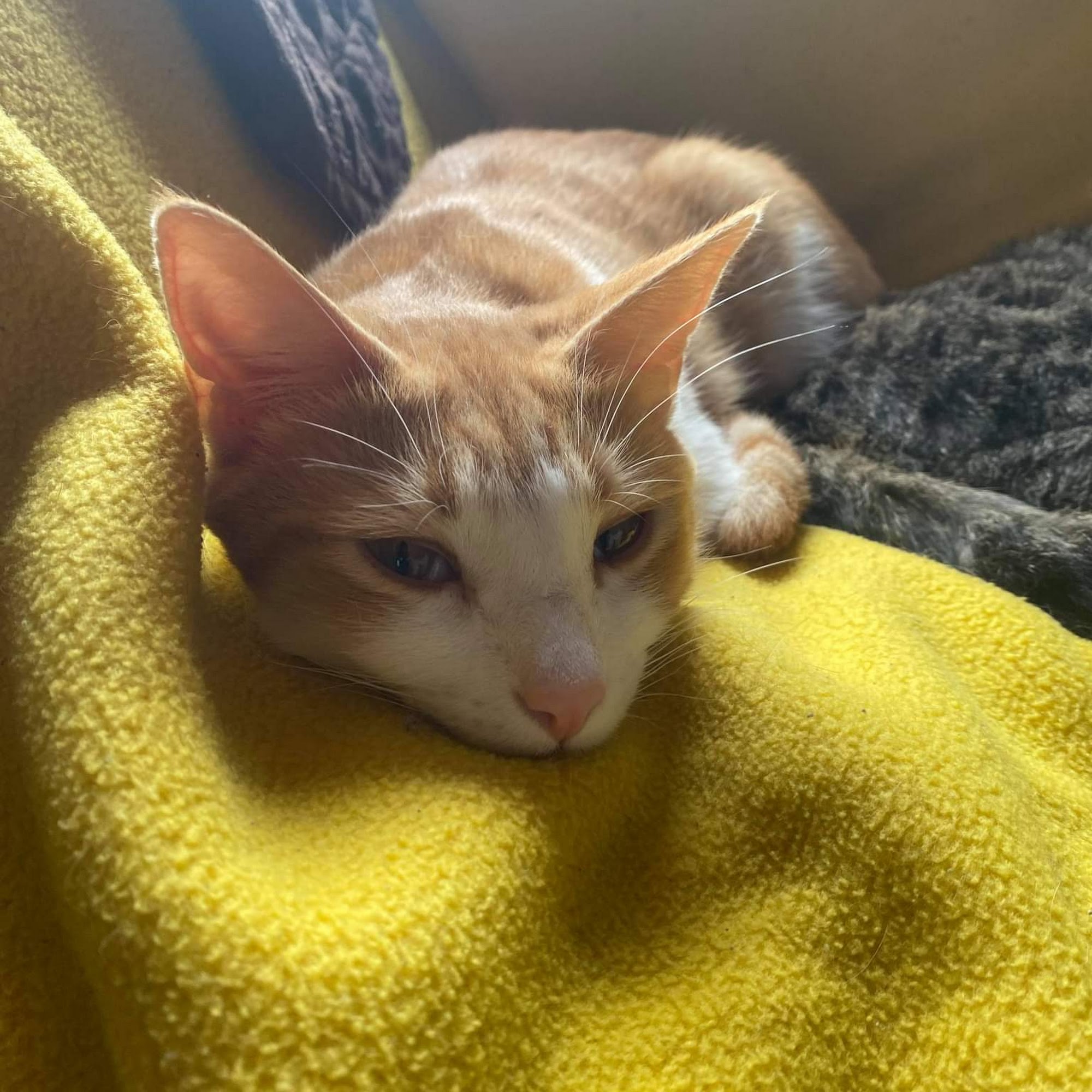 Geary Veterinary Services Mount Pleasant Clinic Mt Pleasant