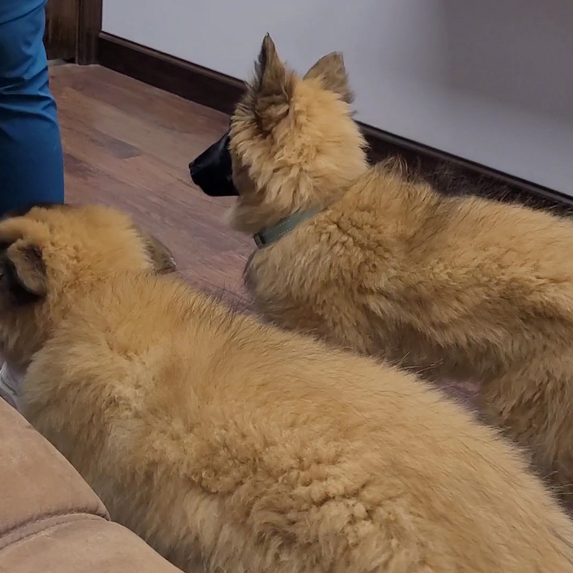 Wolf Run Veterinary Clinic Muncy