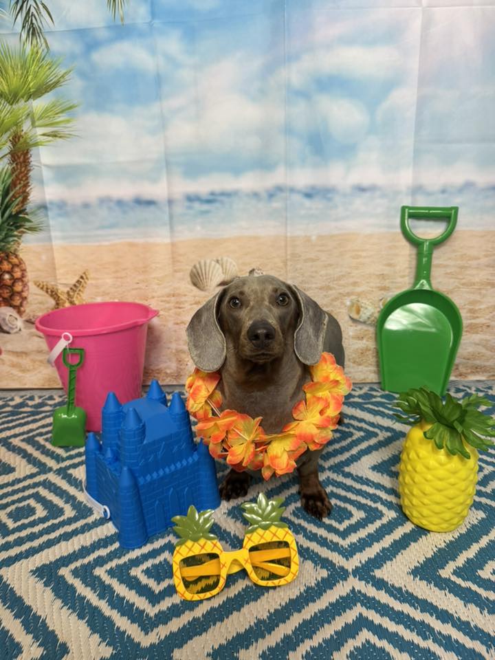 Canine cuts by korie Murrysville