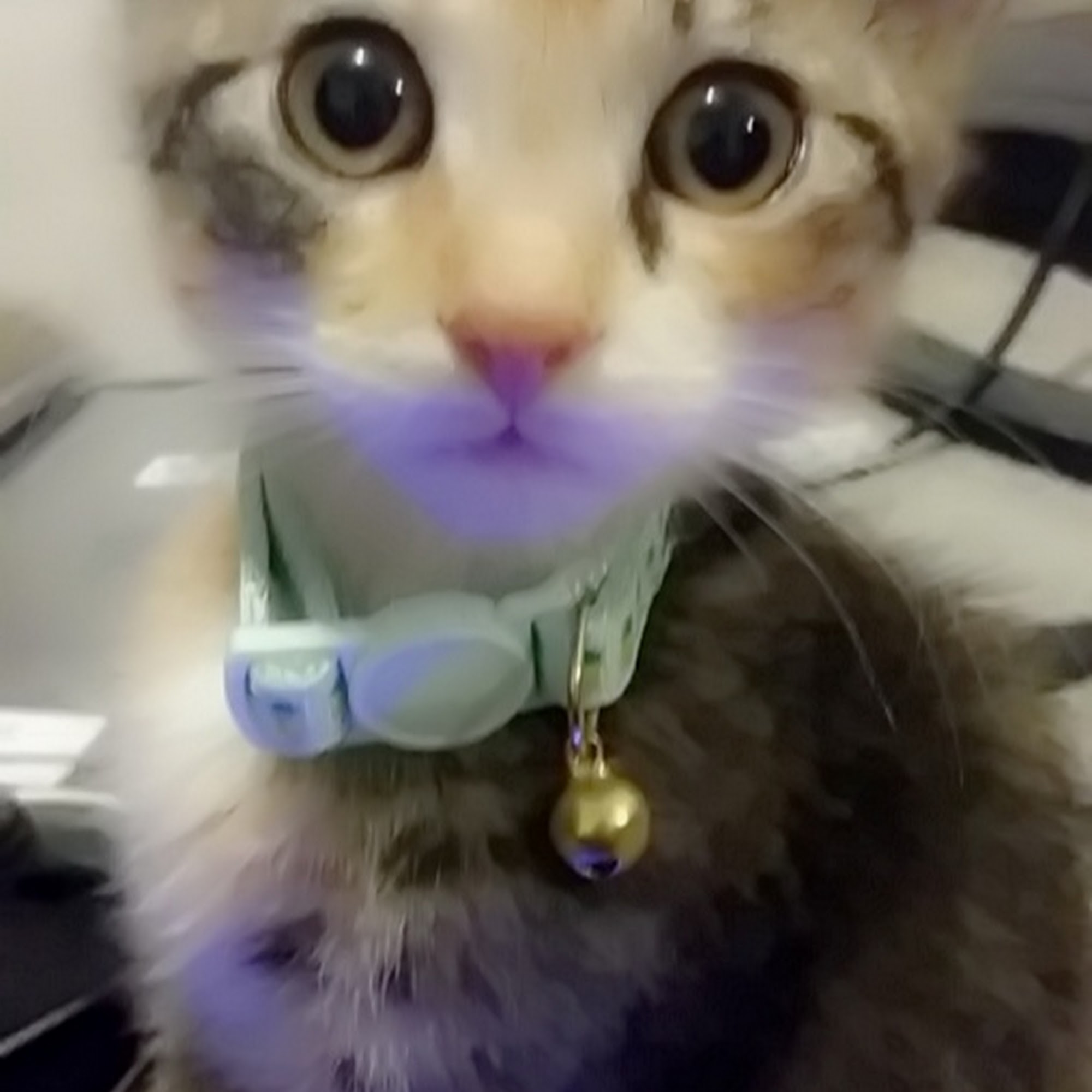 Horst Jeffrey DVM Myerstown