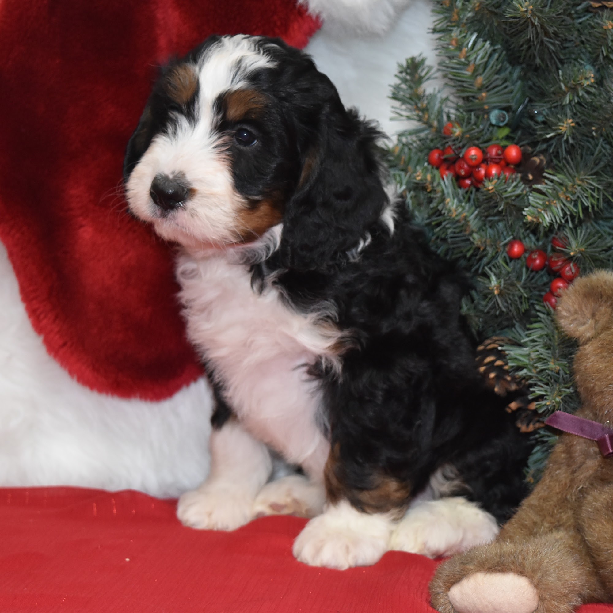 Country Haven Puppies LLC Myerstown