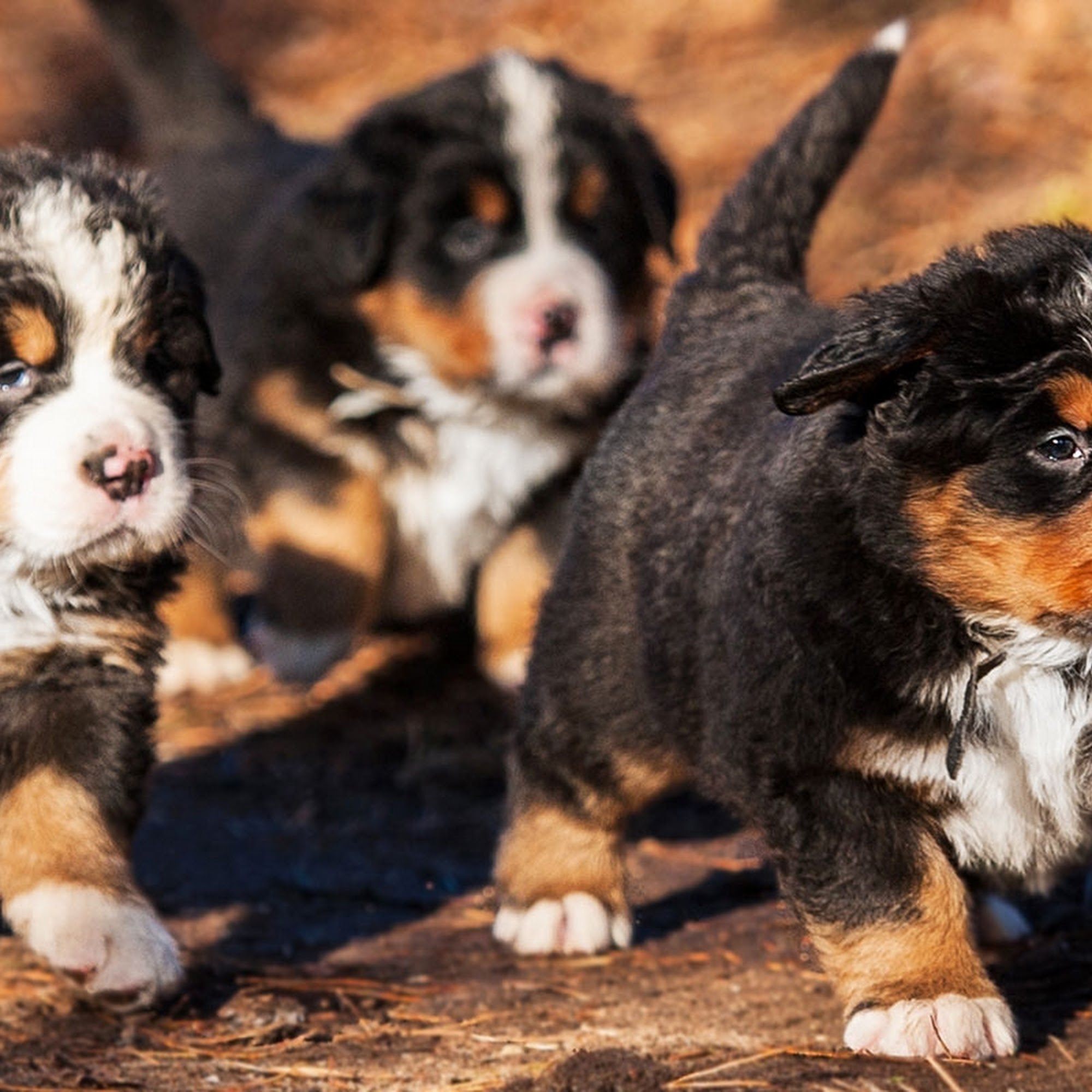 Country Haven Puppies LLC 1369 Greble Rd, Myerstown Pennsylvania 17067