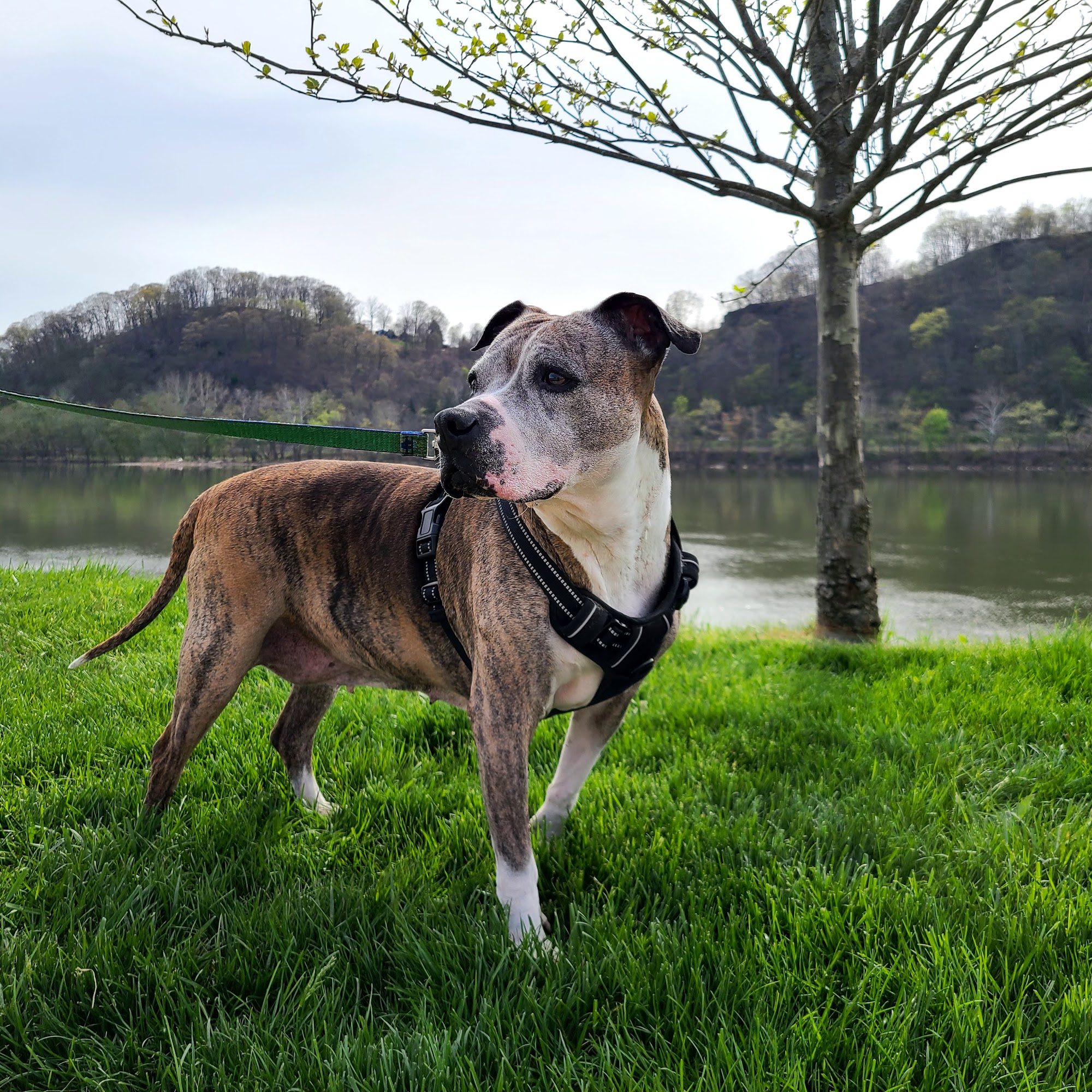 Rainbow Pet Care Center Natrona Heights