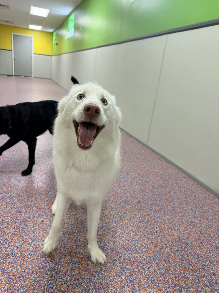 Pittsburgh Paws Pet Resort Natrona Heights