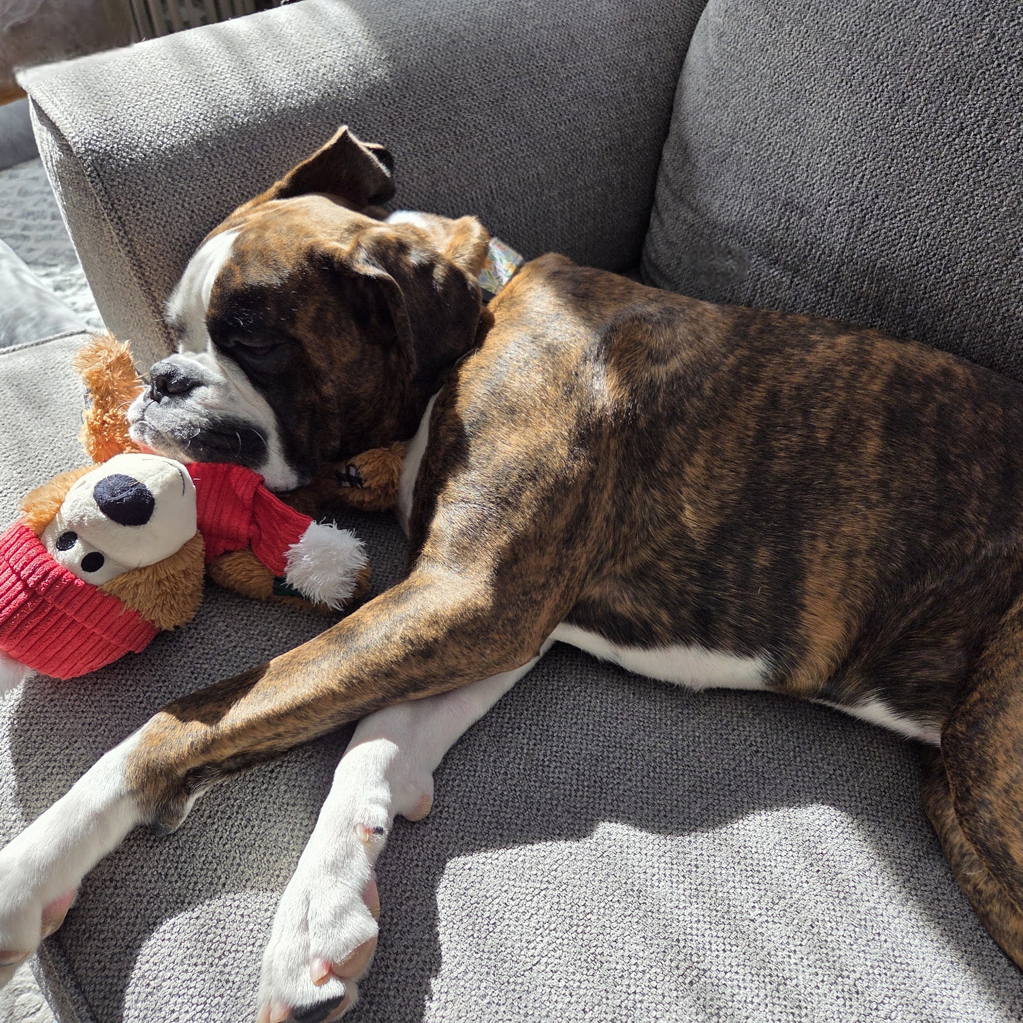 Nazareth Veterinary Center Nazareth