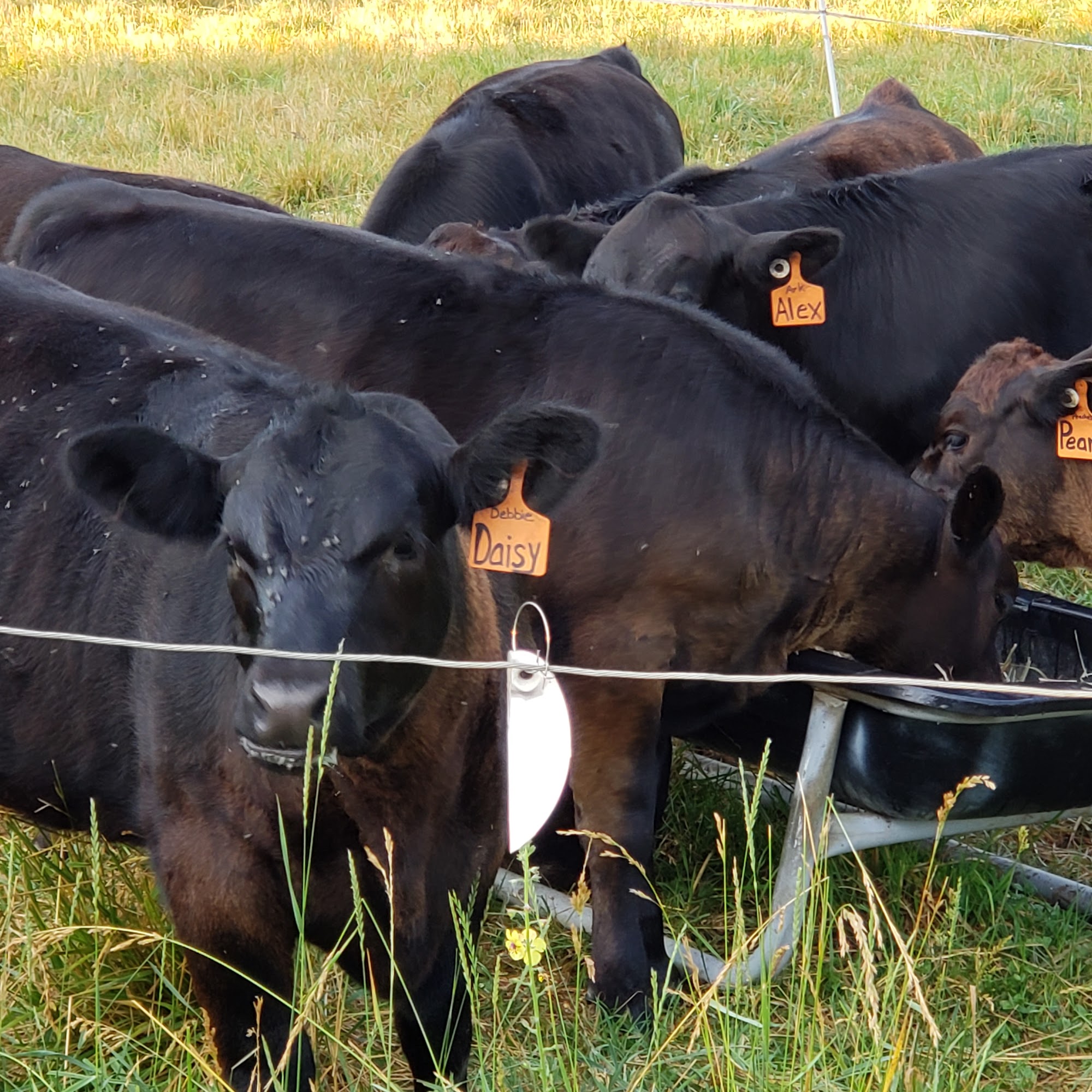 Just Enuff Angus Nazareth