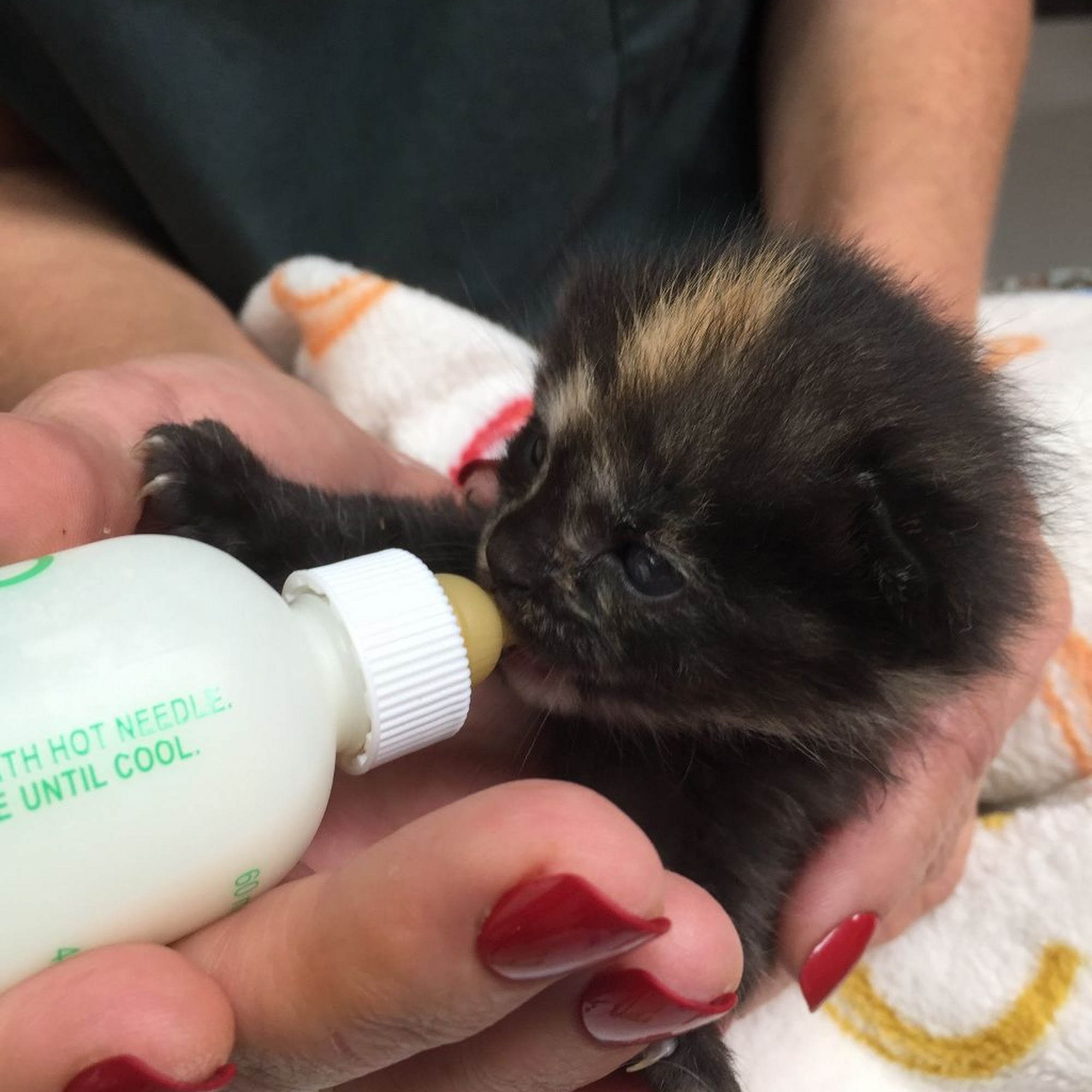 Brady's Run Veterinary Hospital New Brighton