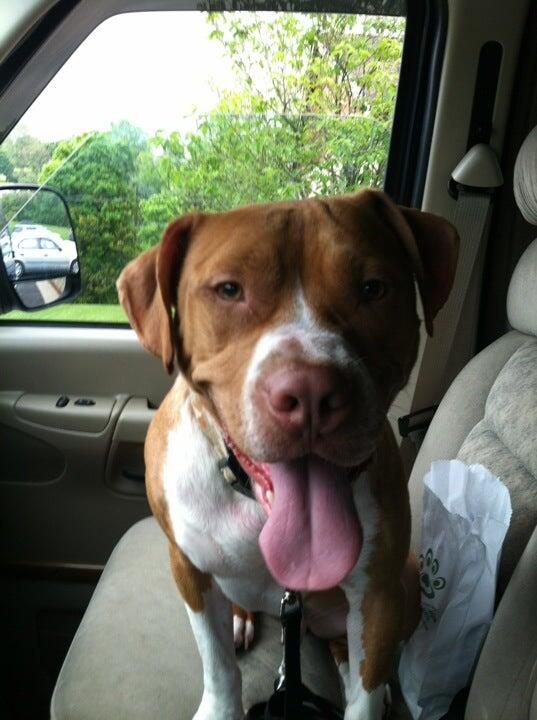 Green Valley Veterinary Hospital New Brighton