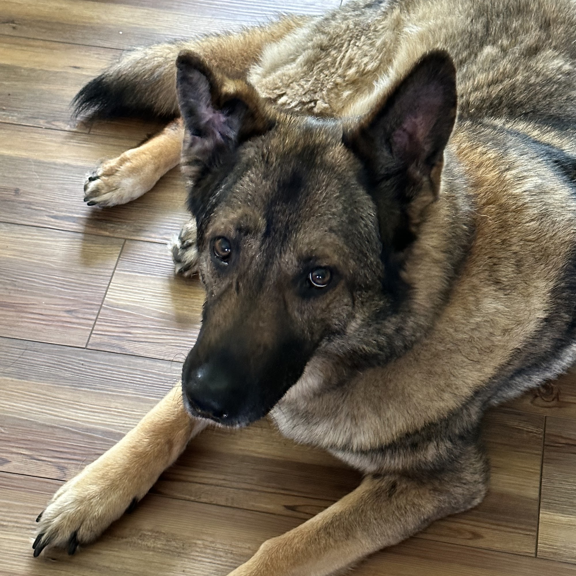 Big Rock Veterinary Hospital New Brighton