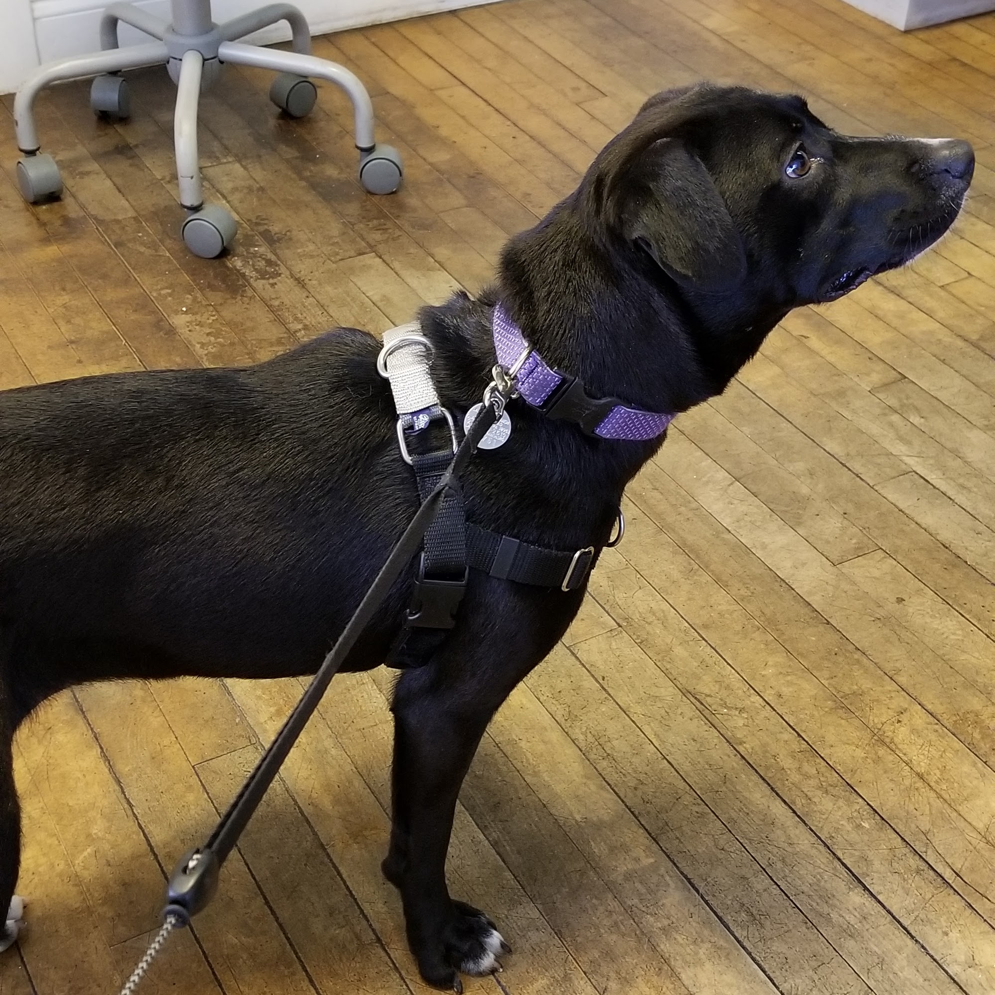 New Britain Veterinary Clinic New Britain