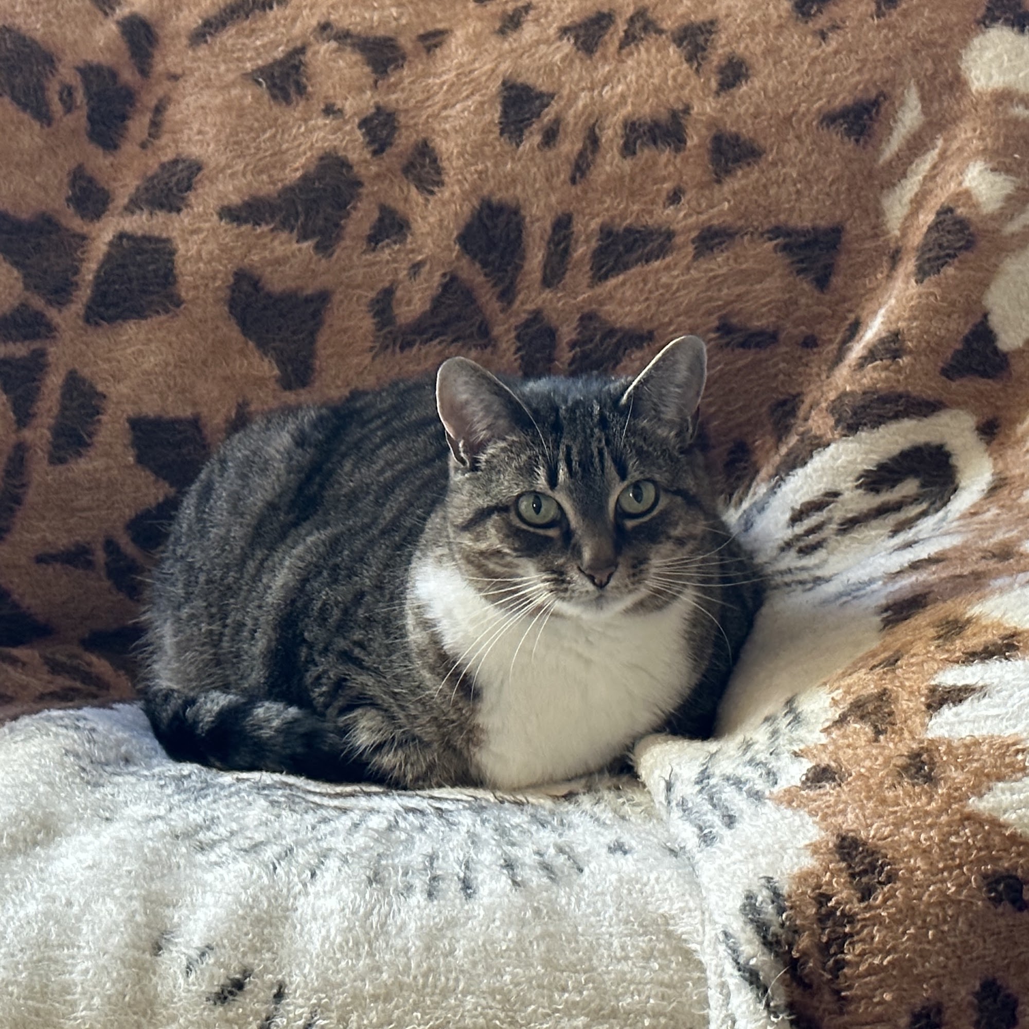 Circle of Life Veterinary Clinic New Britain