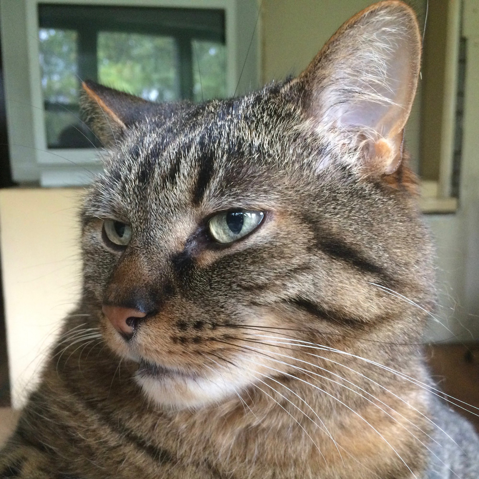 Marmalich Alan DVM New Castle