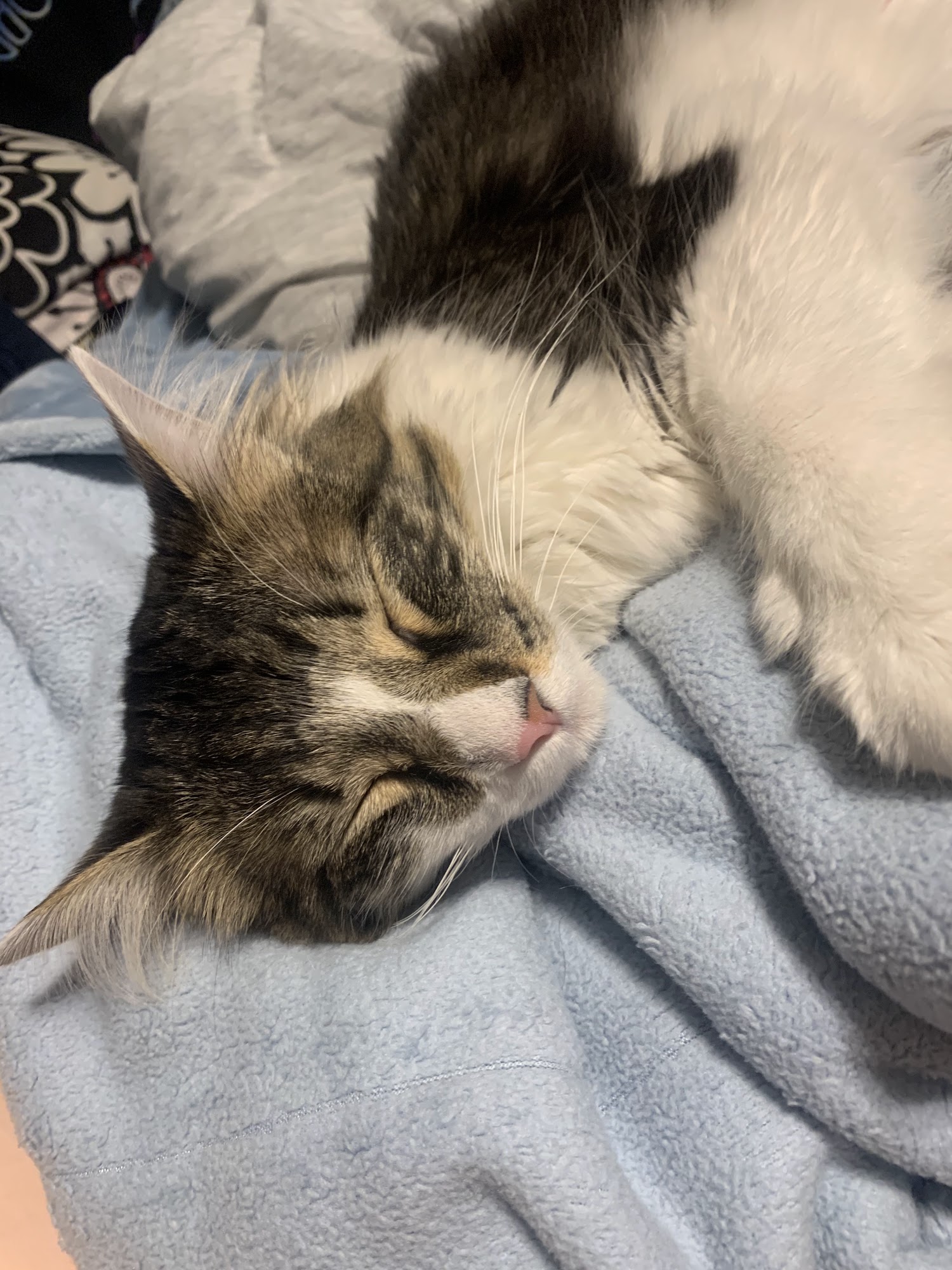 Peek-A-Boo 2 Pet Grooming New Castle