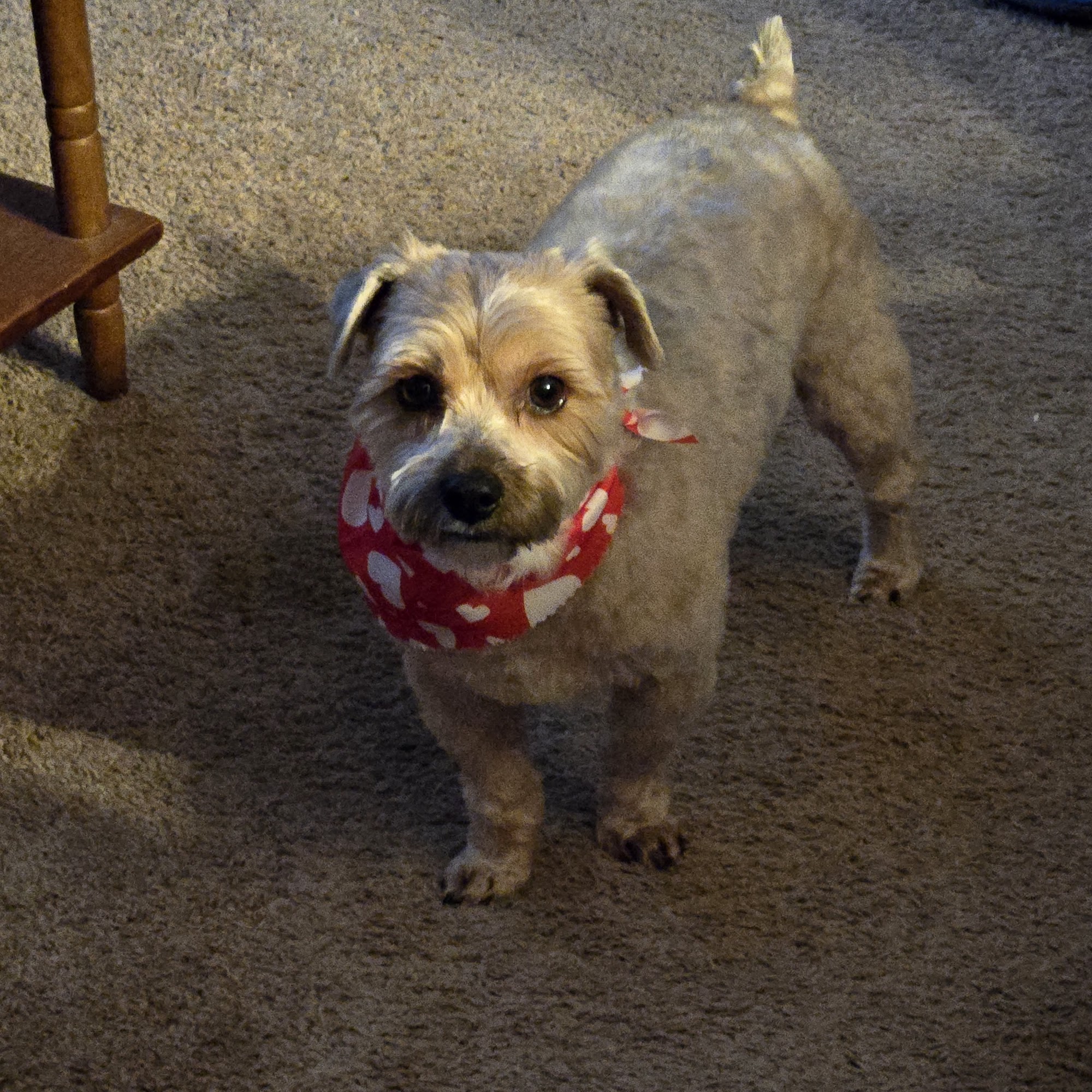 Peek-A-Boo 2 Pet Grooming New Castle