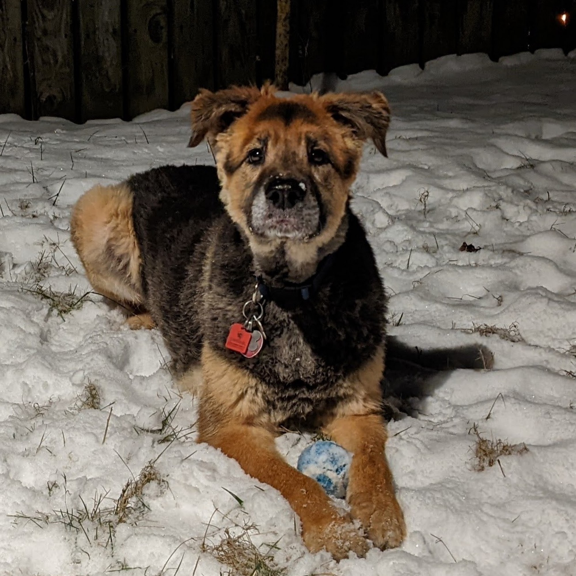 Shampooch Dog Grooming New Castle