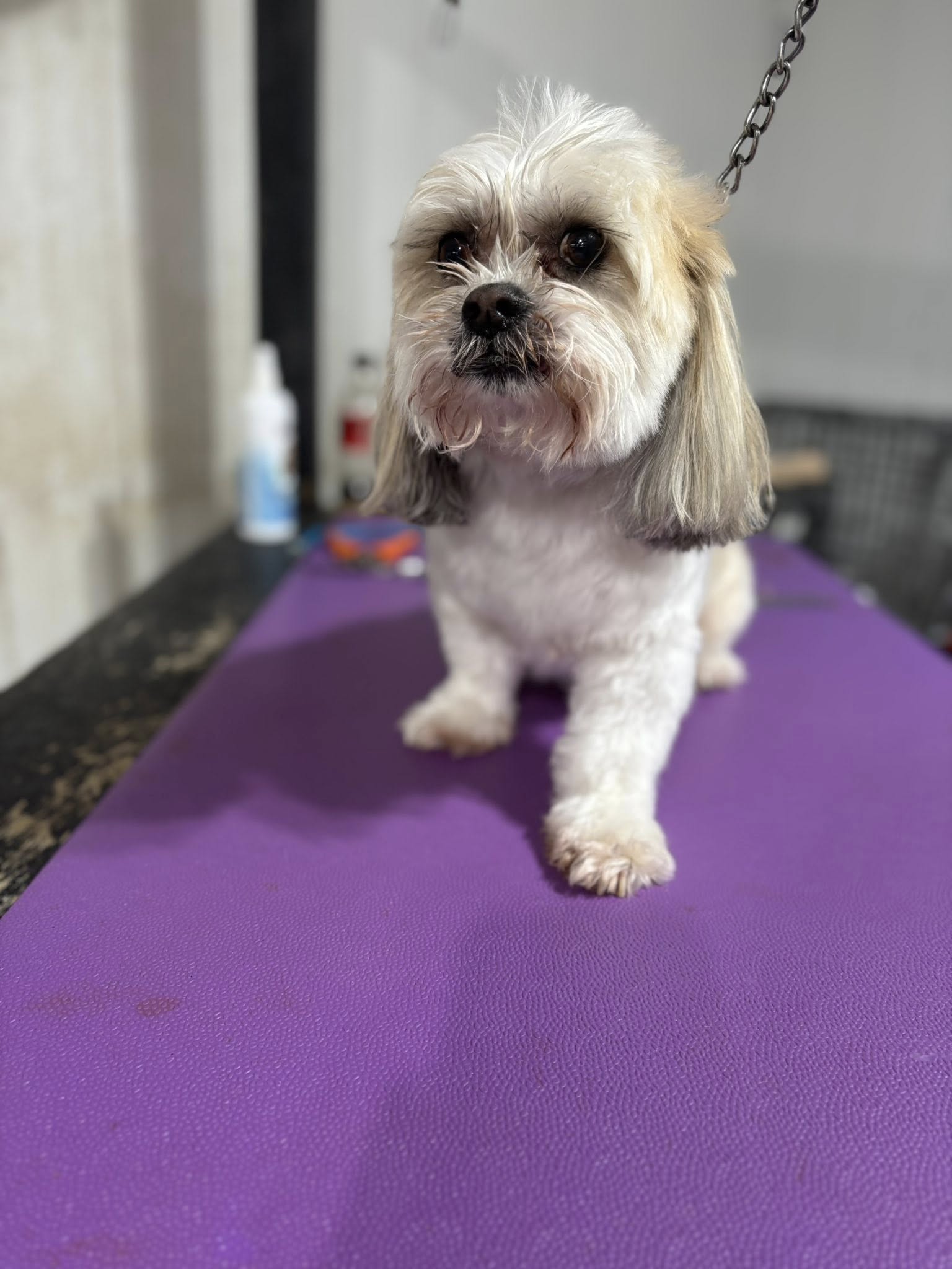 Shampooch Dog Grooming New Castle