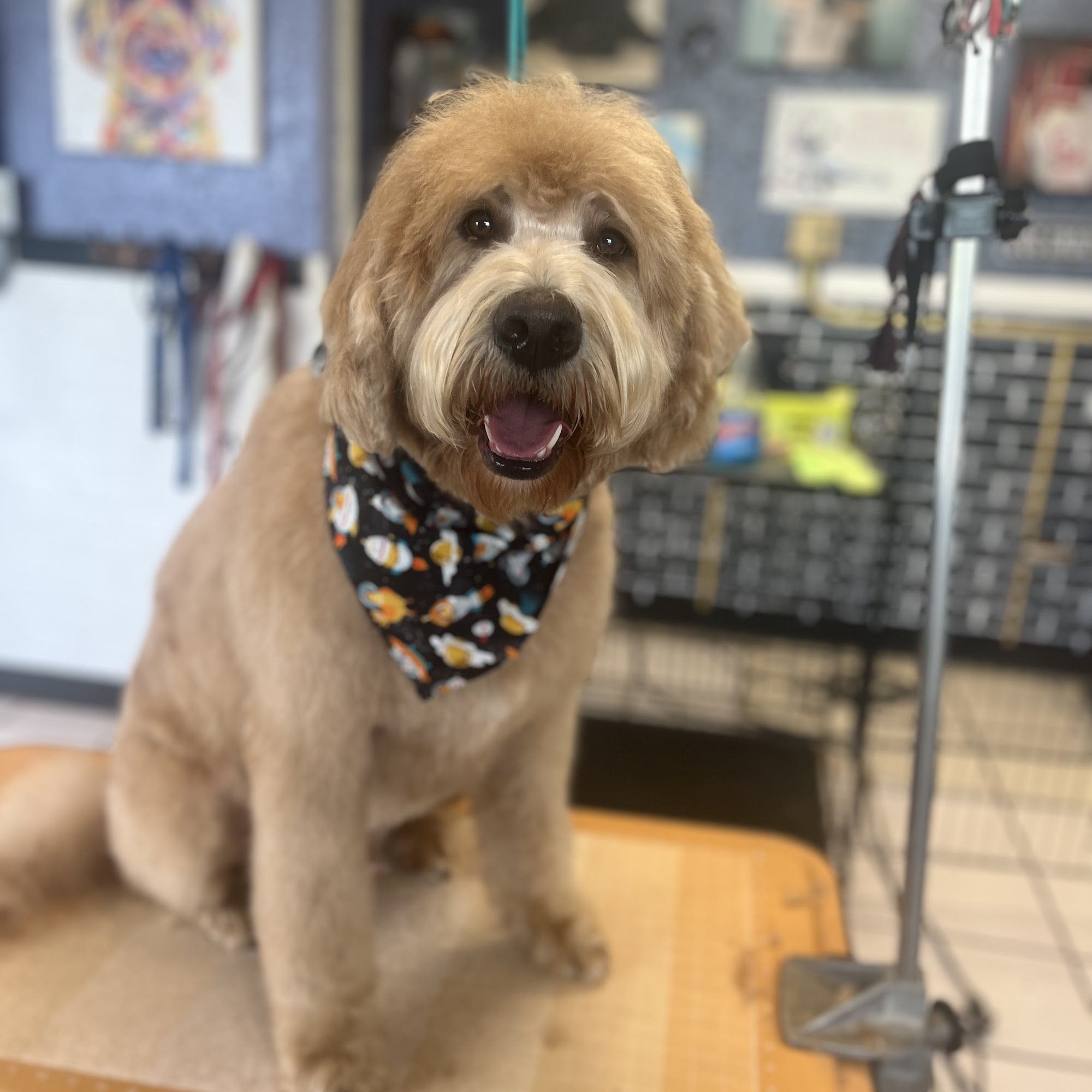 Janell's Grooming New Cumberland