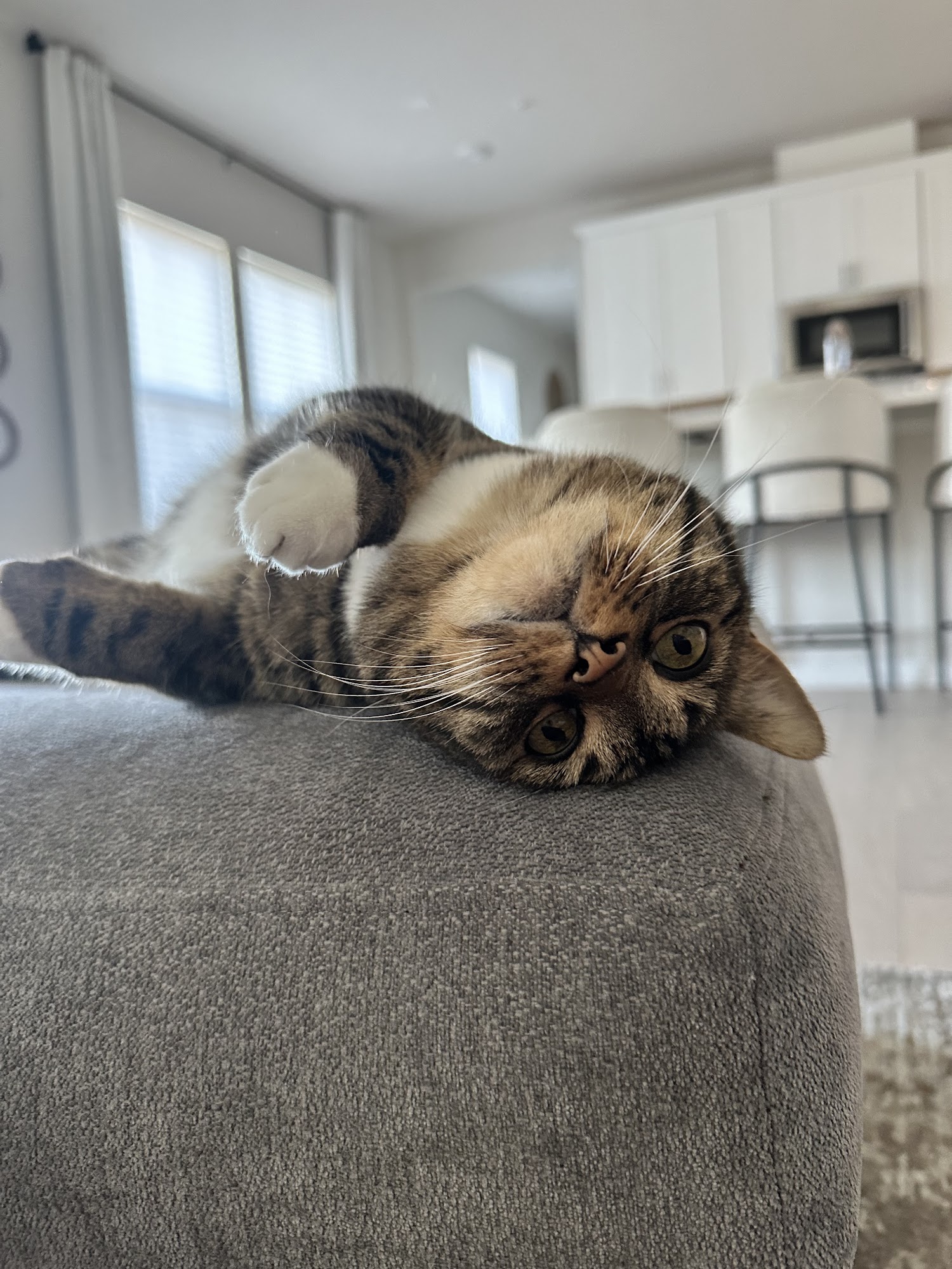 Bucks County SPCA New Hope