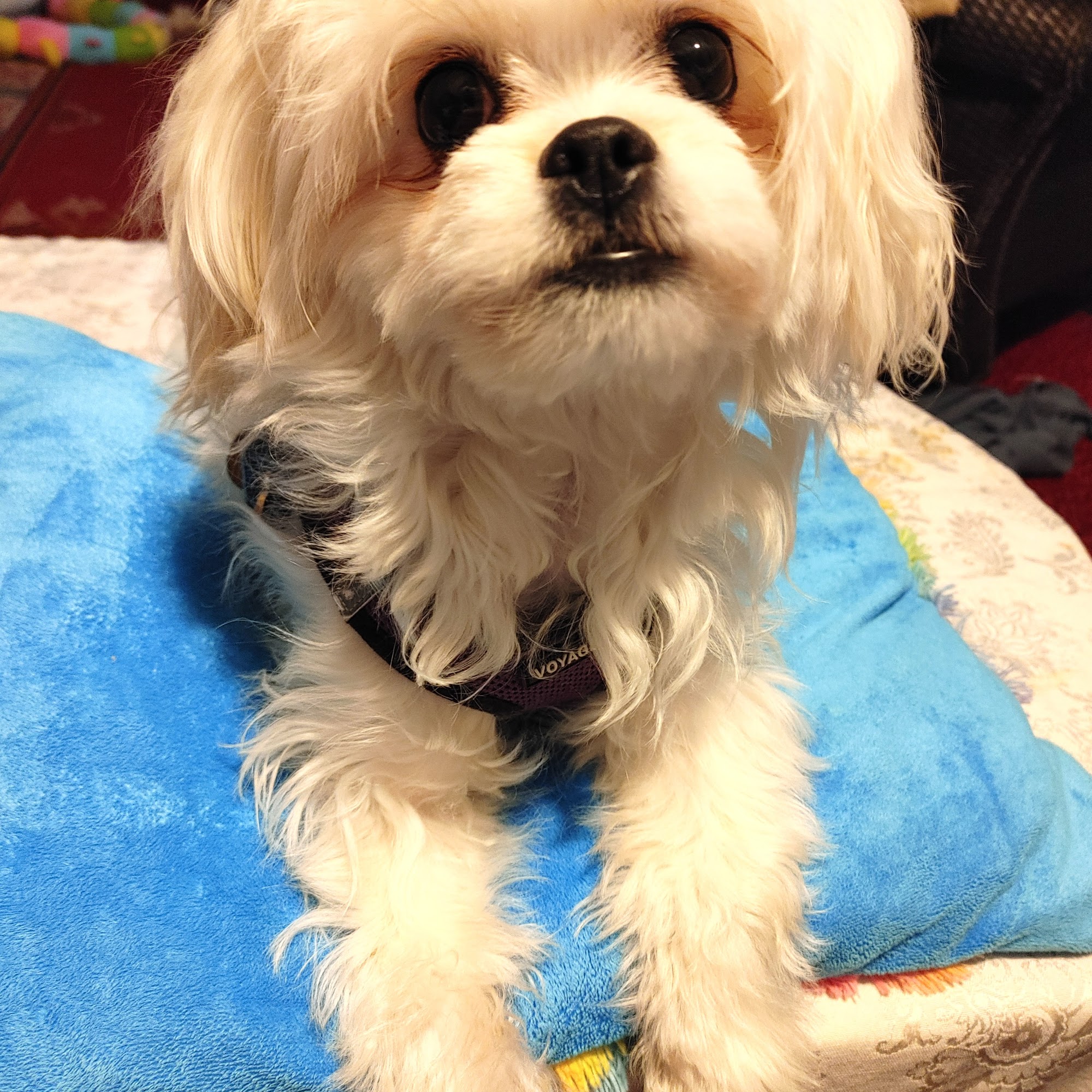 New Oxford Veterinary Clinic New Oxford