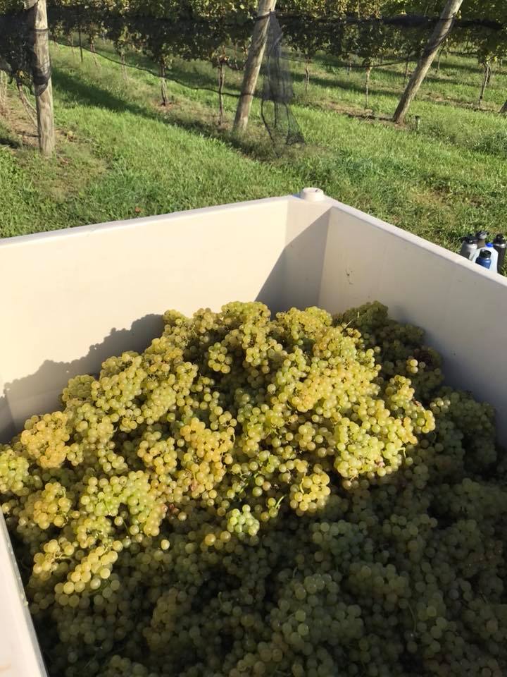 Weathered Vineyards & Winery New Tripoli