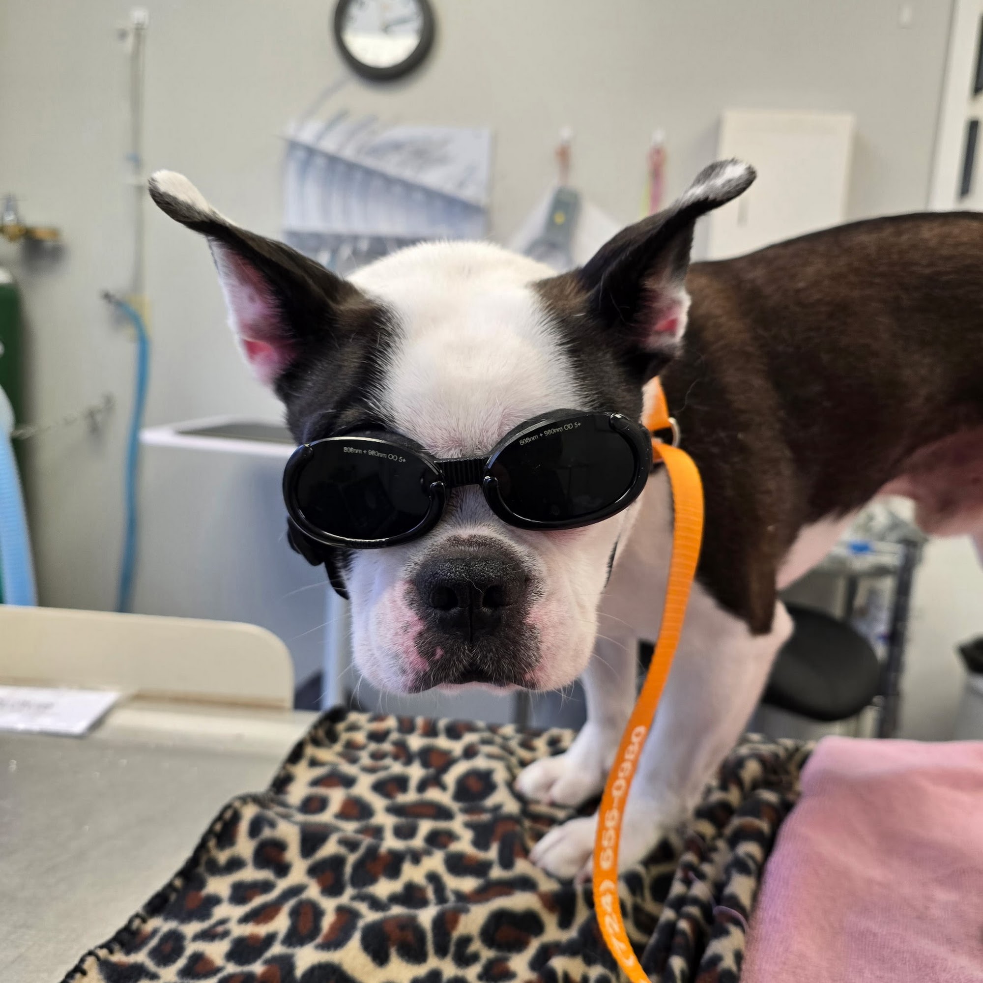 North Memorial Animal Hospital and Paw Spaw New Wilmington