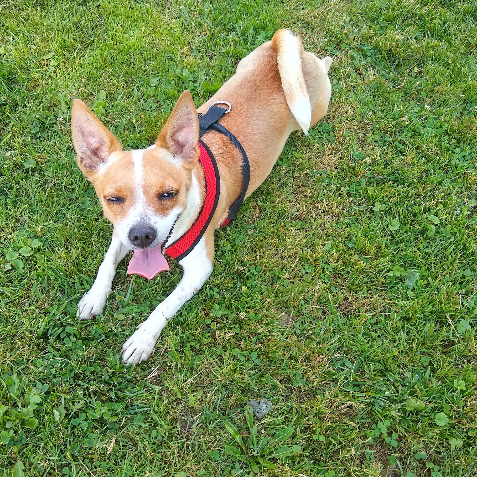 Dr. Sherry Talowsky New Wilmington