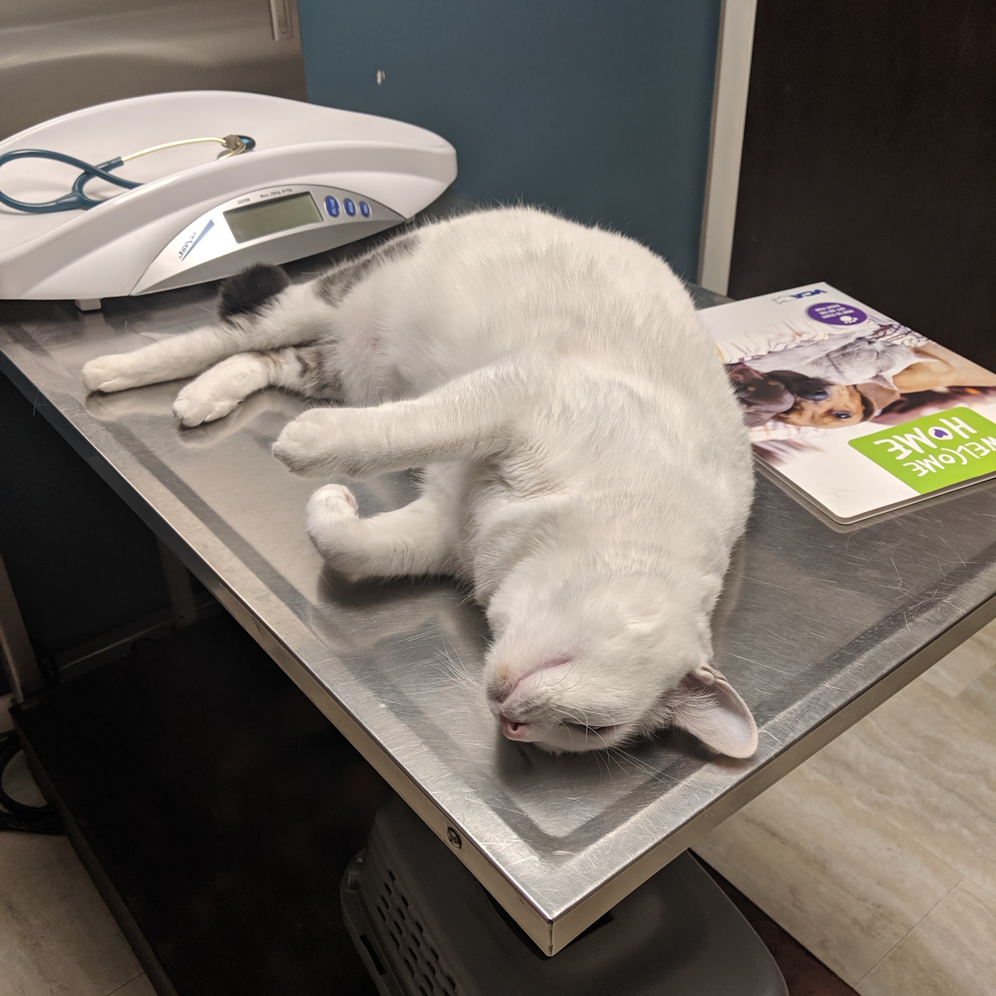 Sycamore Veterinary Hospital Newtown