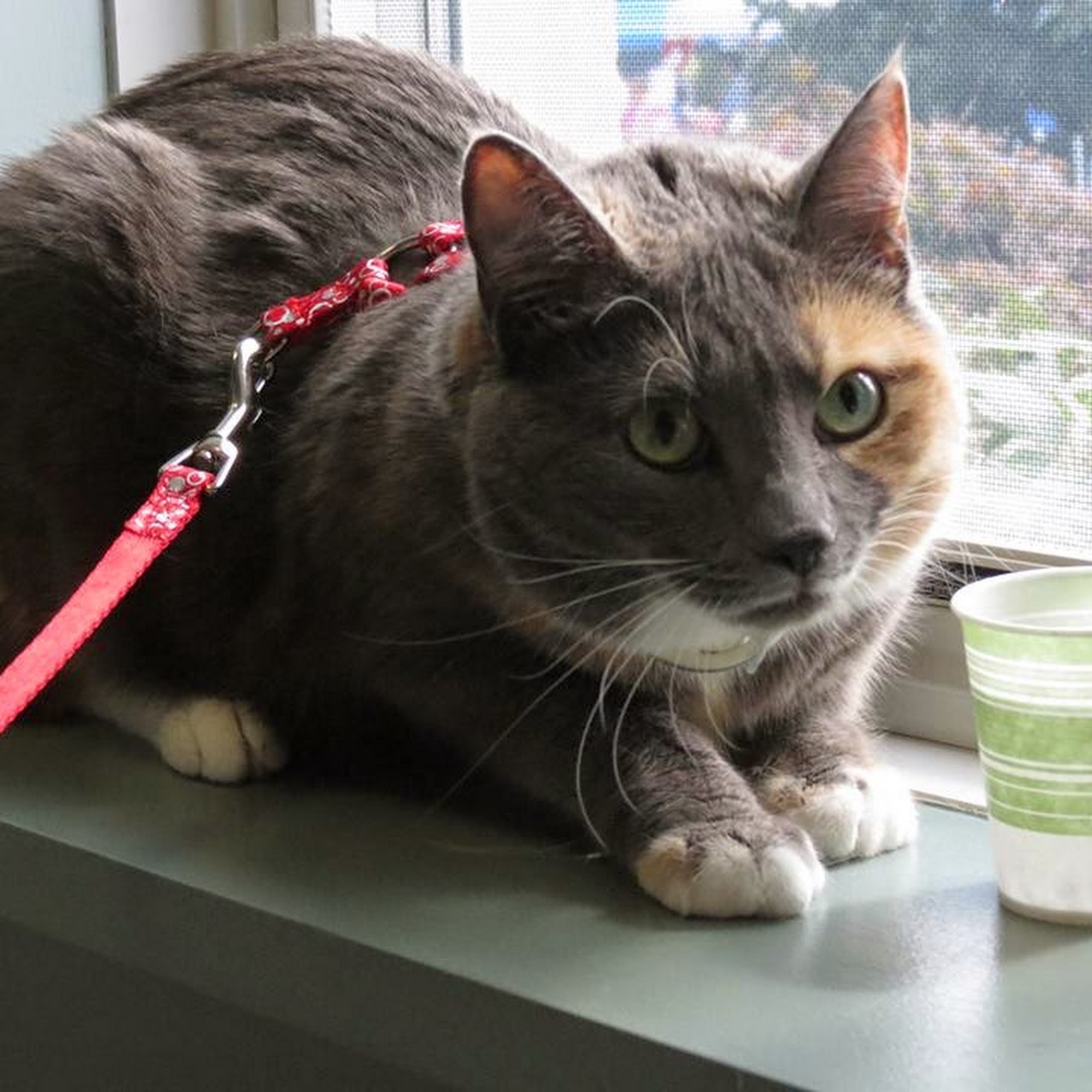 Newtown Veterinary Hospital, LLC Newtown