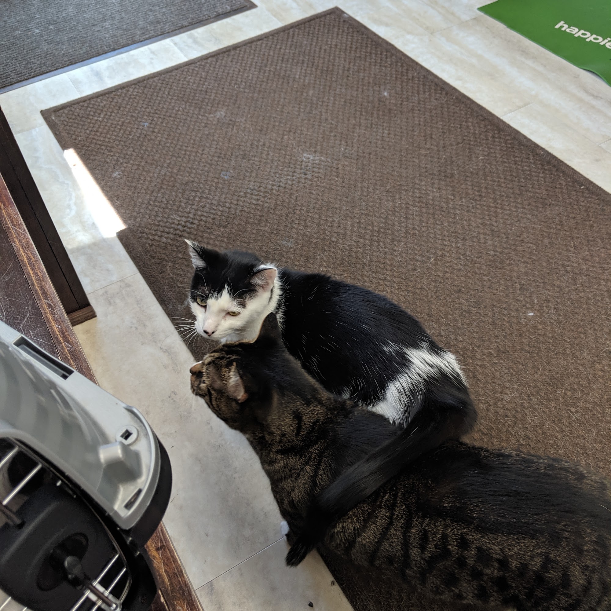 Sycamore Veterinary Hospital: Neubauer S DVM Newtown