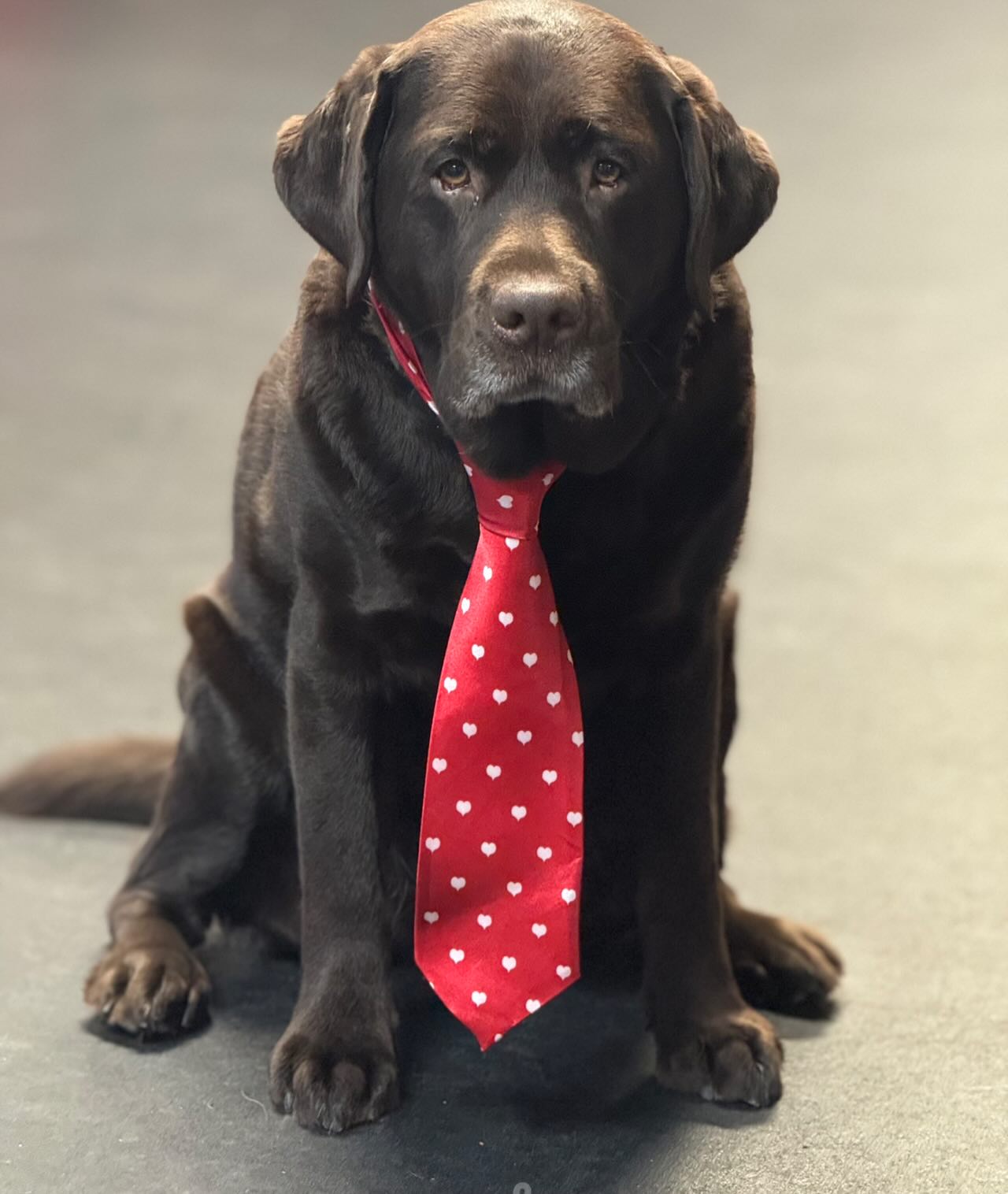 Tail Waggers Academy Newtown