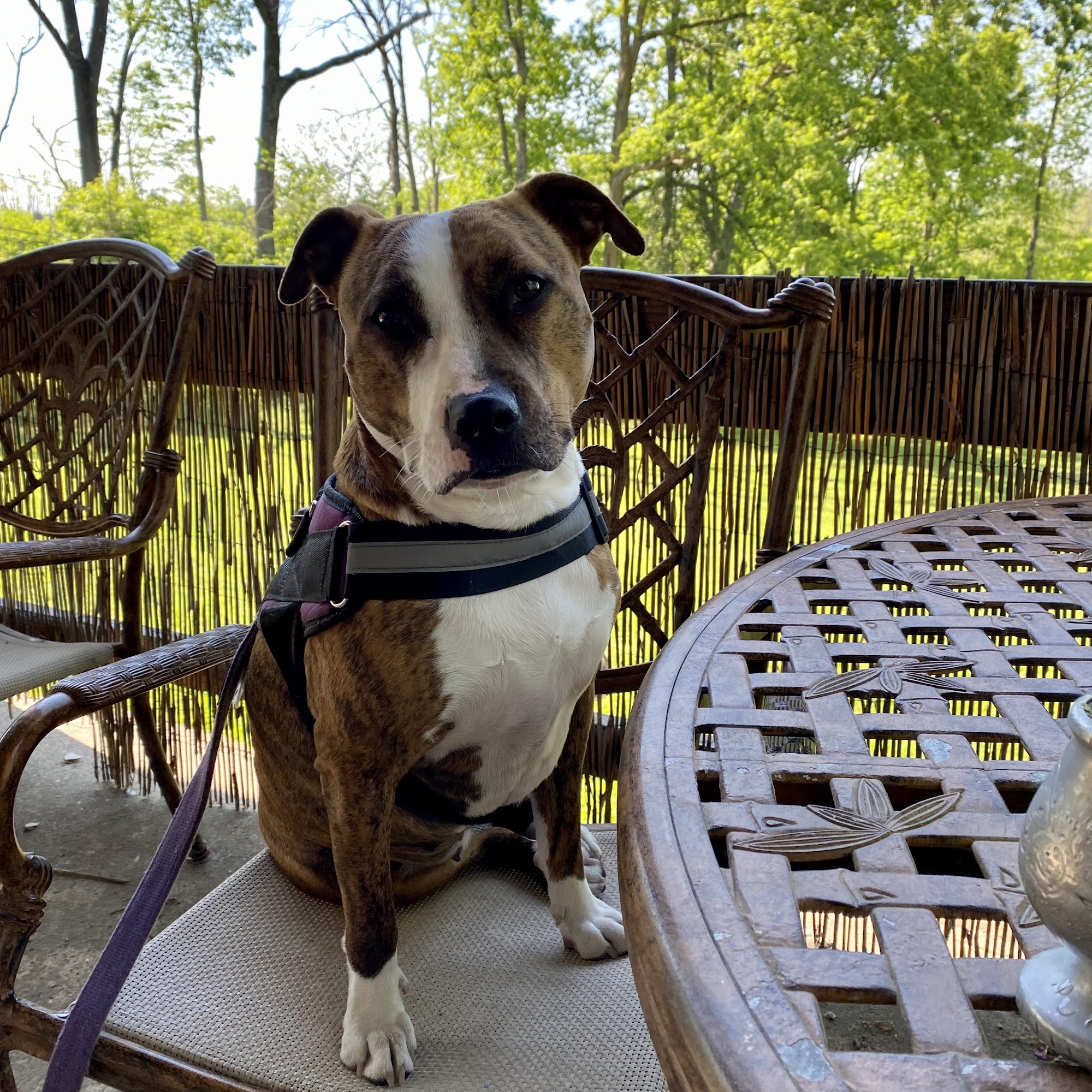 Sit Stay Newtown Newtown