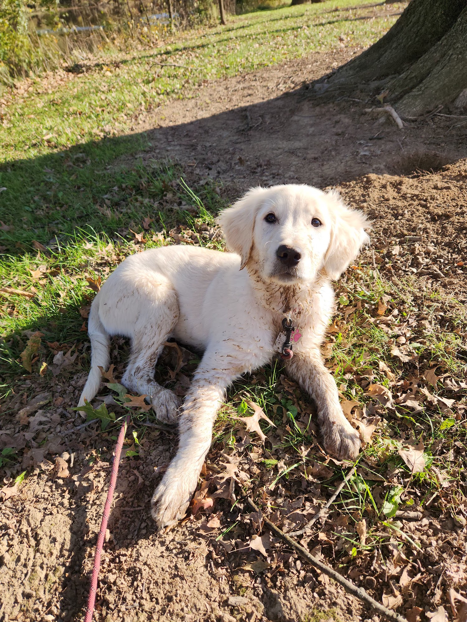 Dandy Dog Training Newville