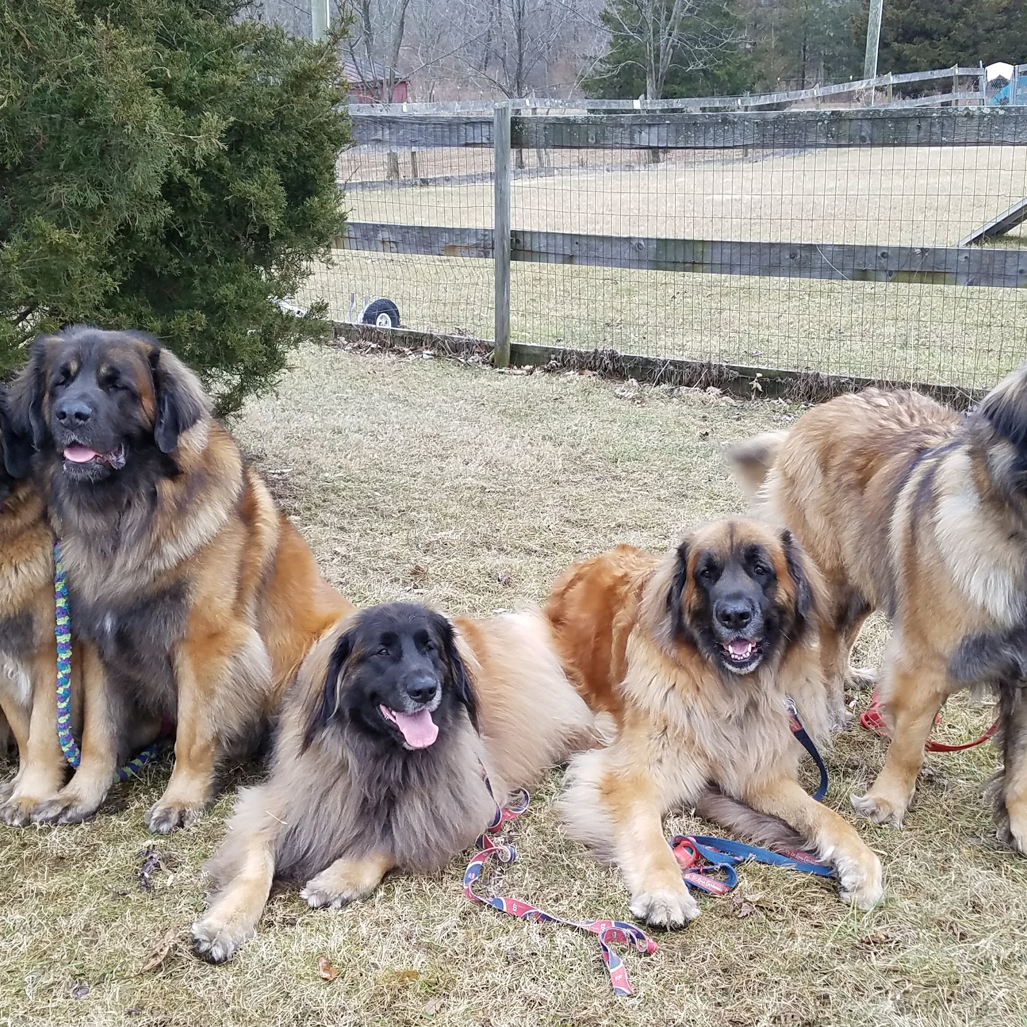 Dandy Dog Training Newville