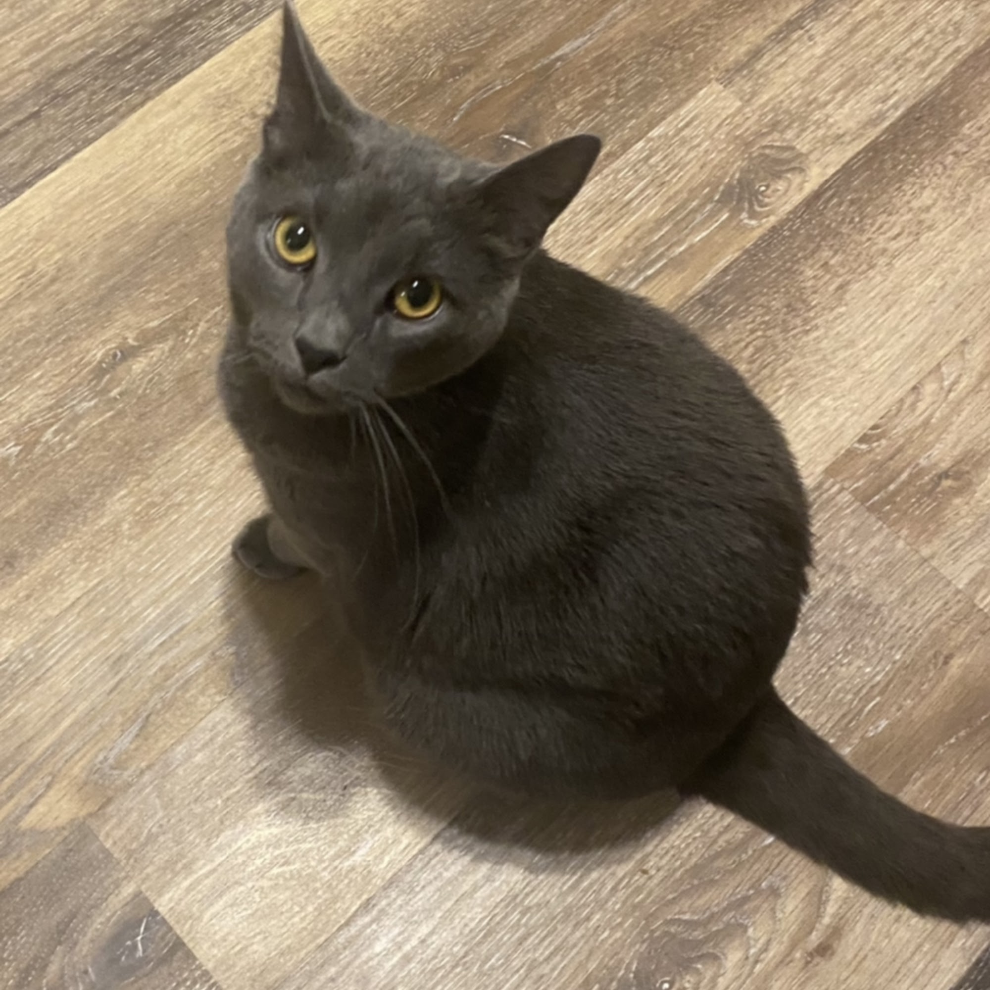 Trooper Veterinary Hospital Norristown