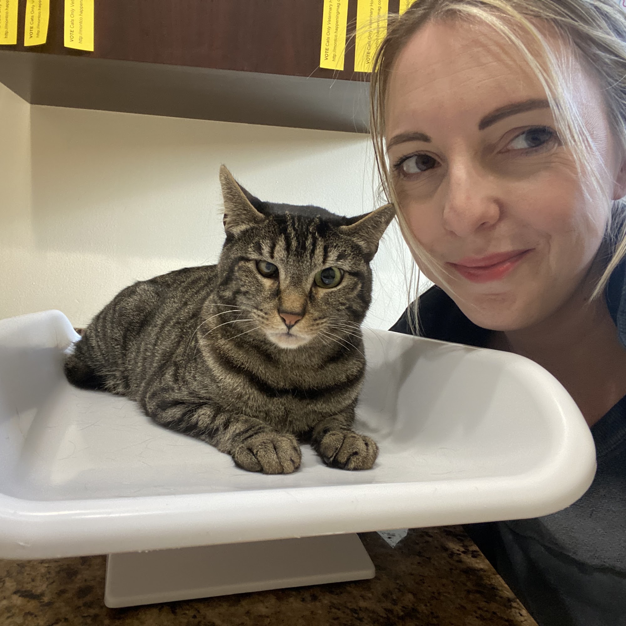 Cats Only Veterinary Hospital Norristown