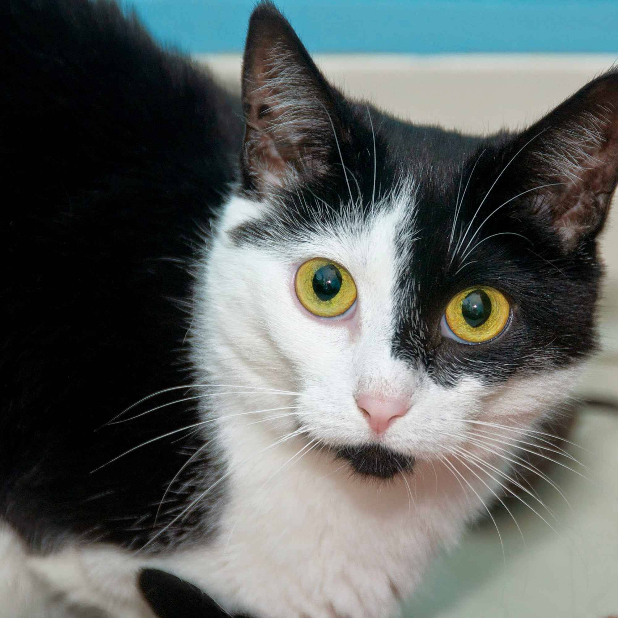 Kitty Cottage Adoption Center Inc Norristown