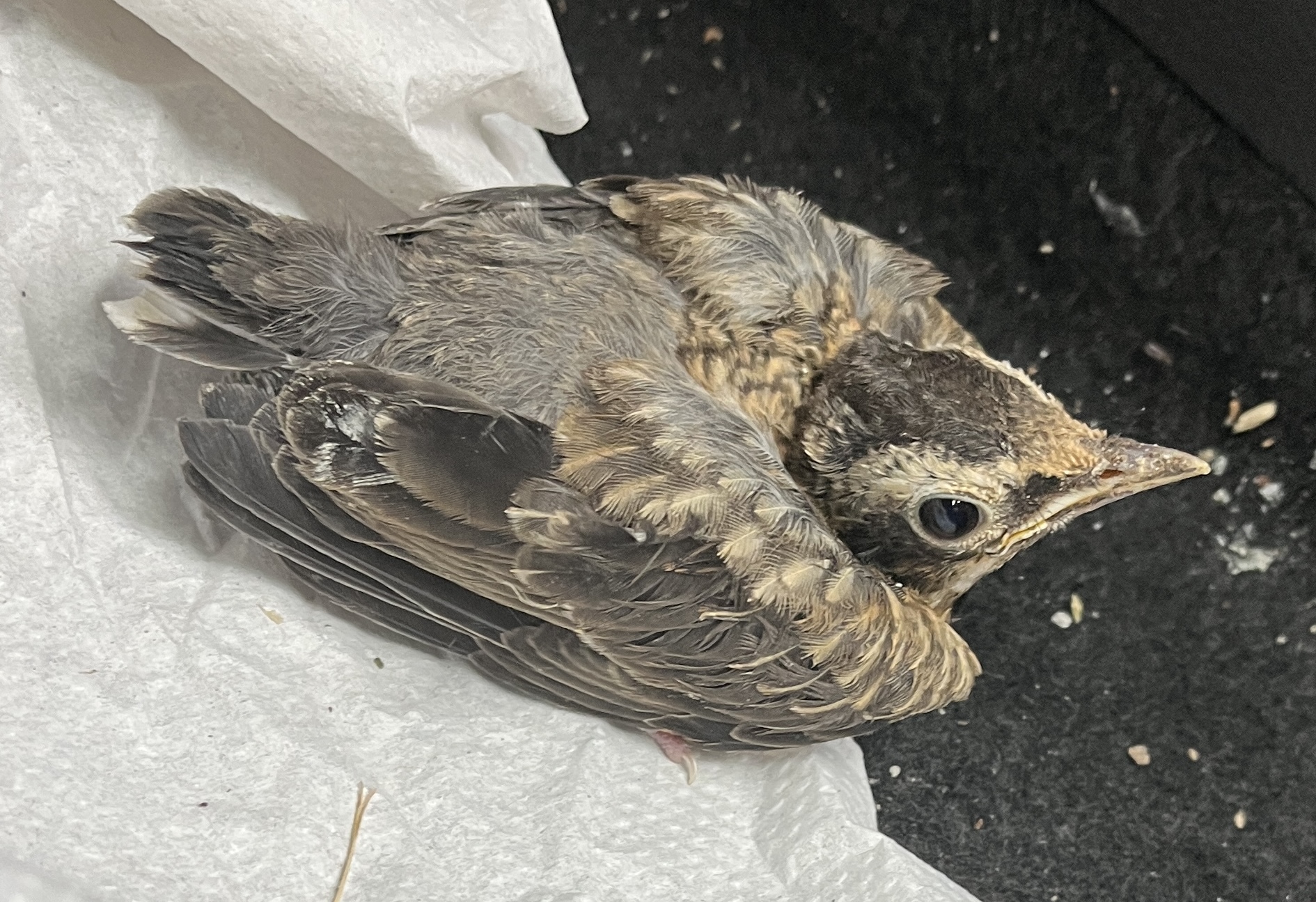 Philadelphia Metro Wildlife Center Norristown